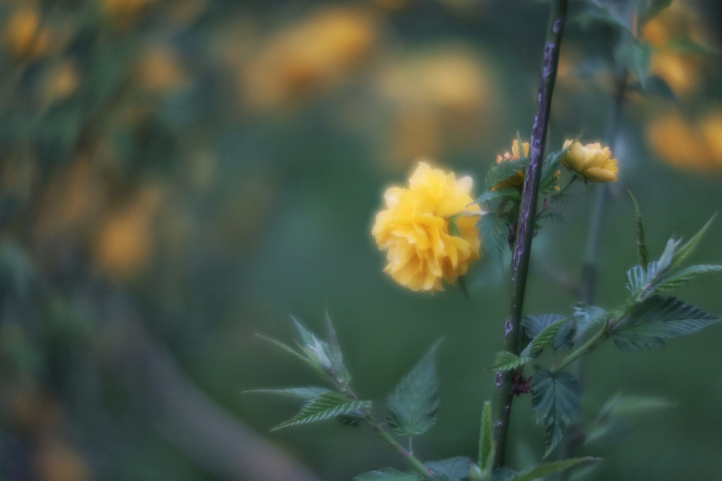 kerria japonica _ soft focus