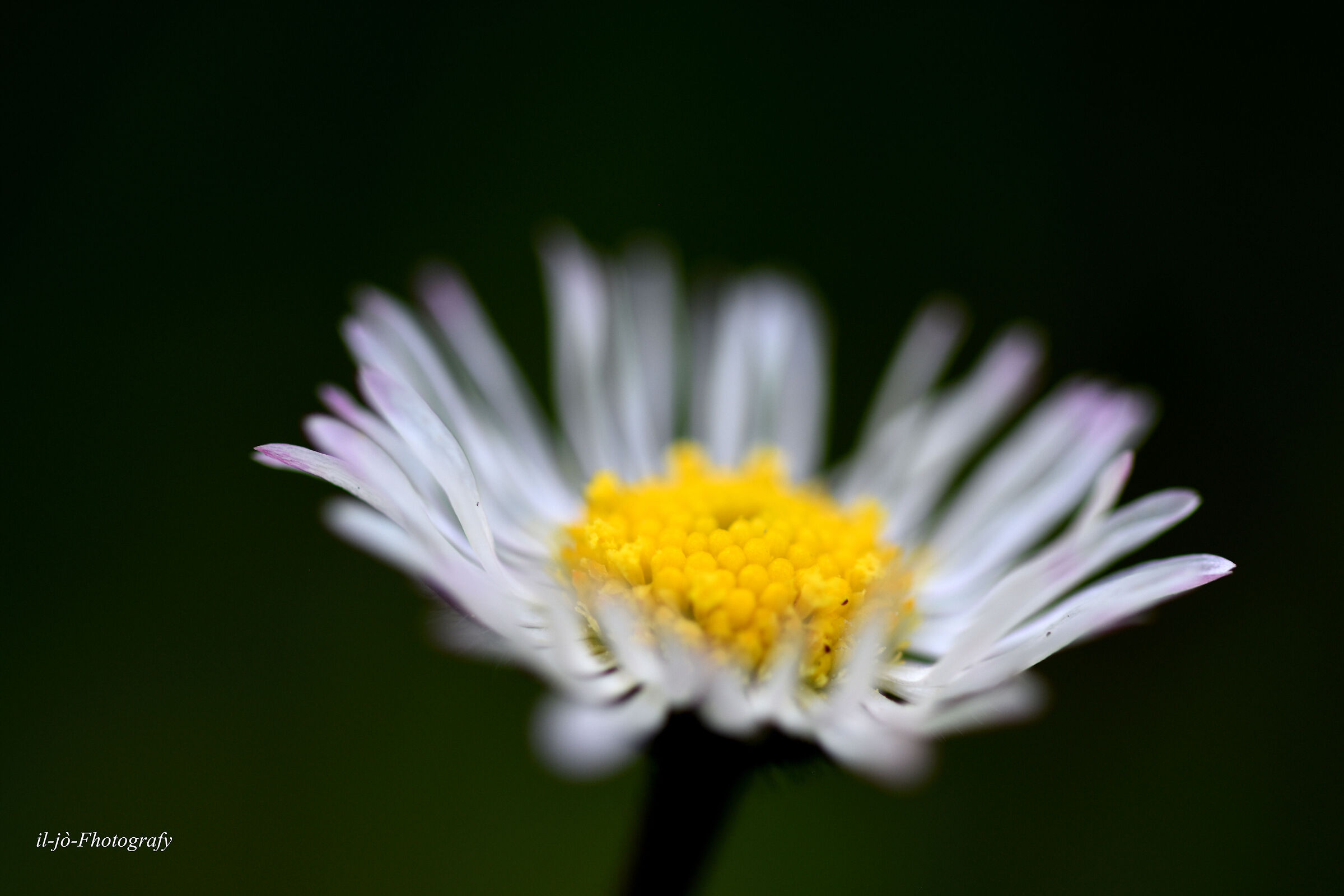 Untitled Photo