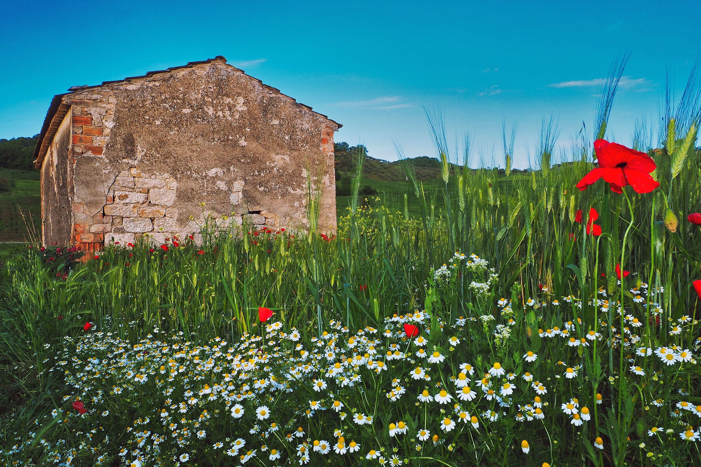 orzo, papaveri e camomilla