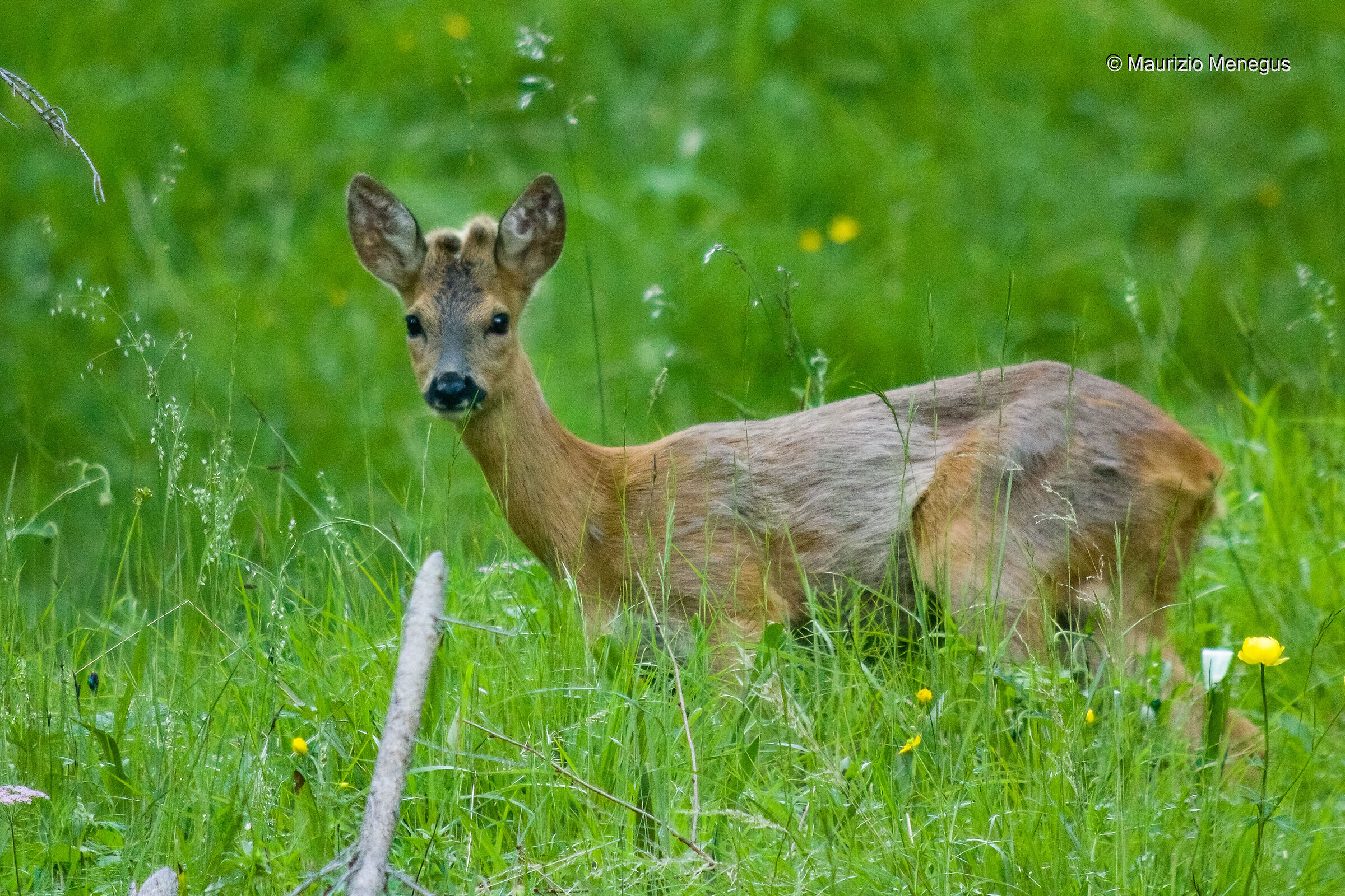 Giovane capriolo maschio a giugno Dolomiti