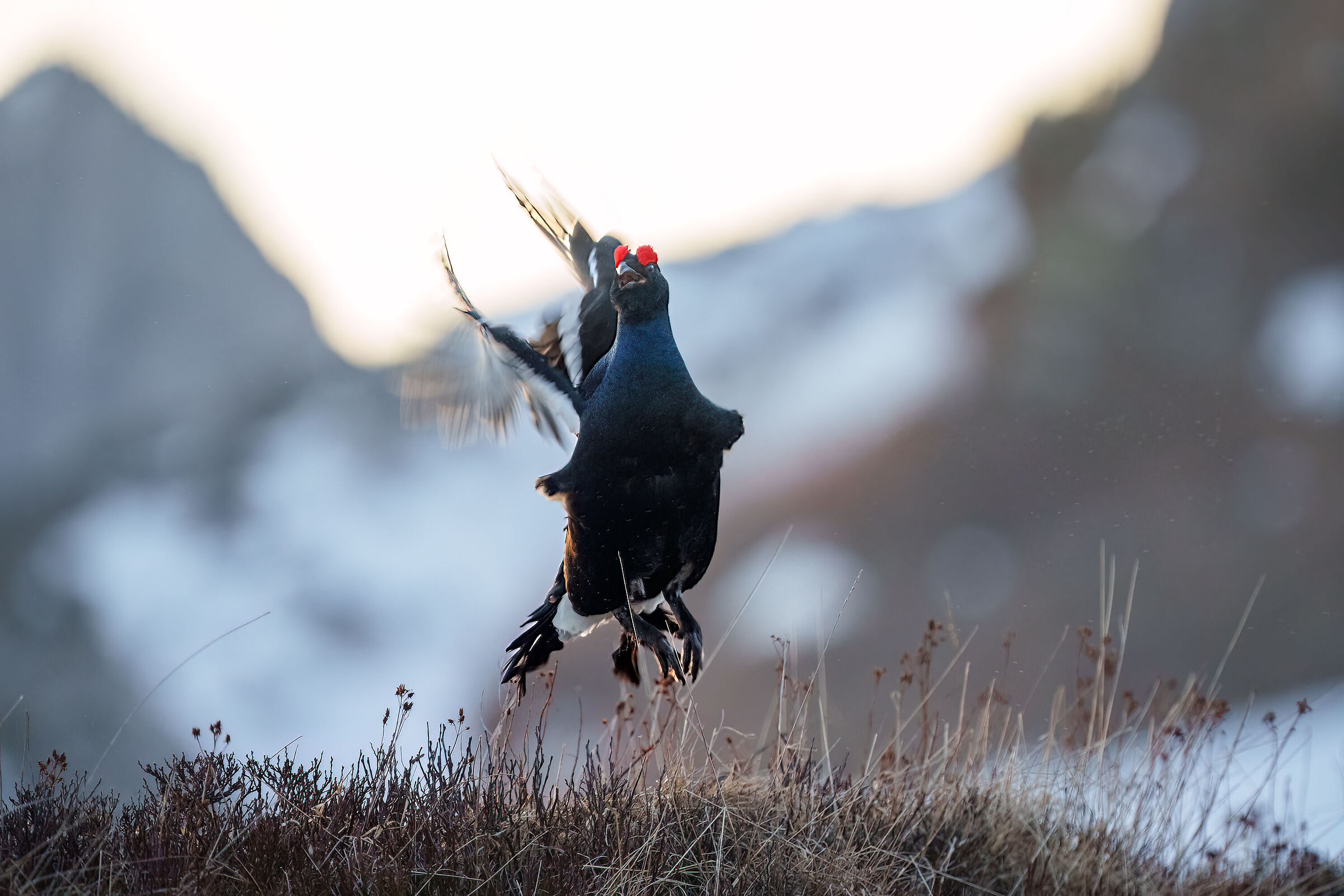 Black grouse 2023