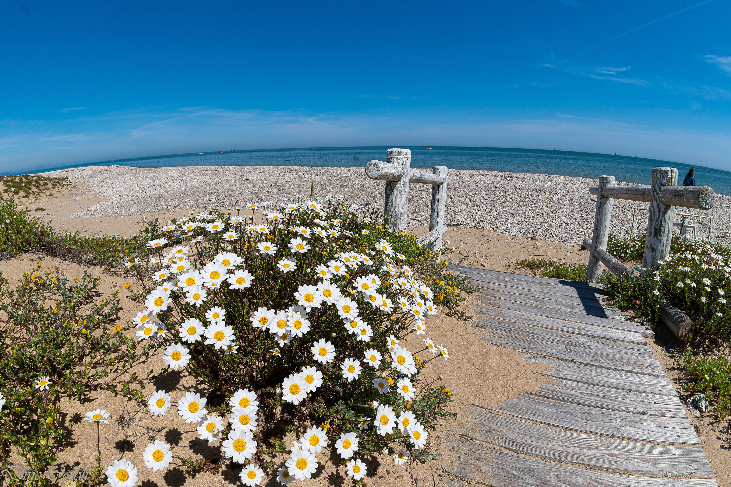 Flowering dunes