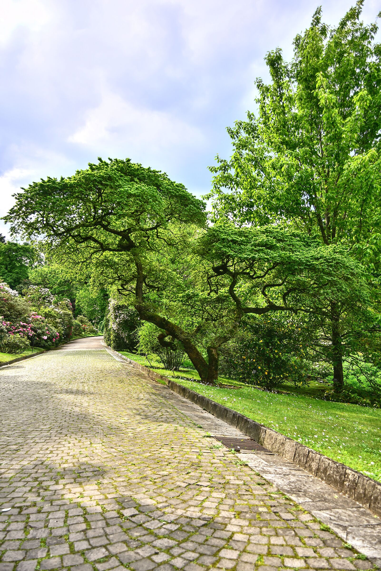 Viale