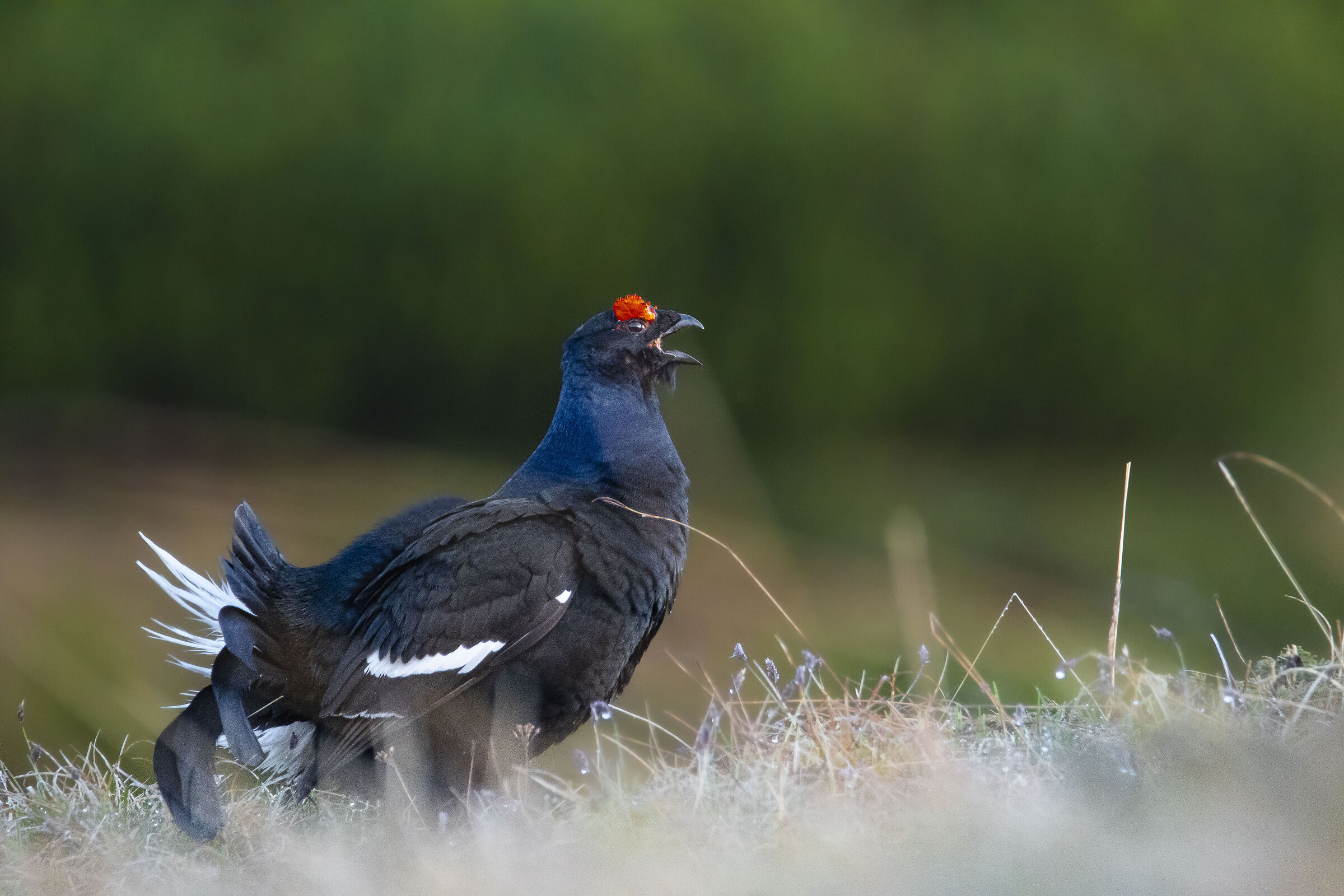 Black grouse