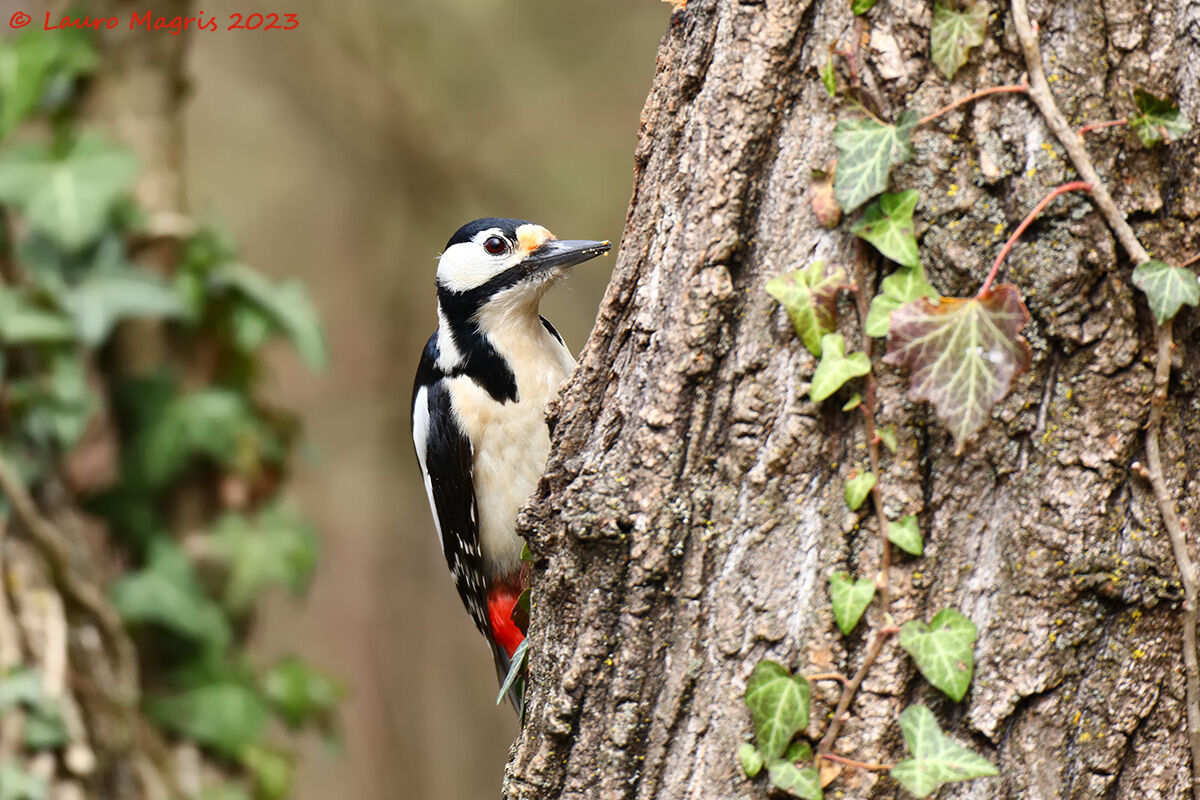 Dopo mi pulisco il becco