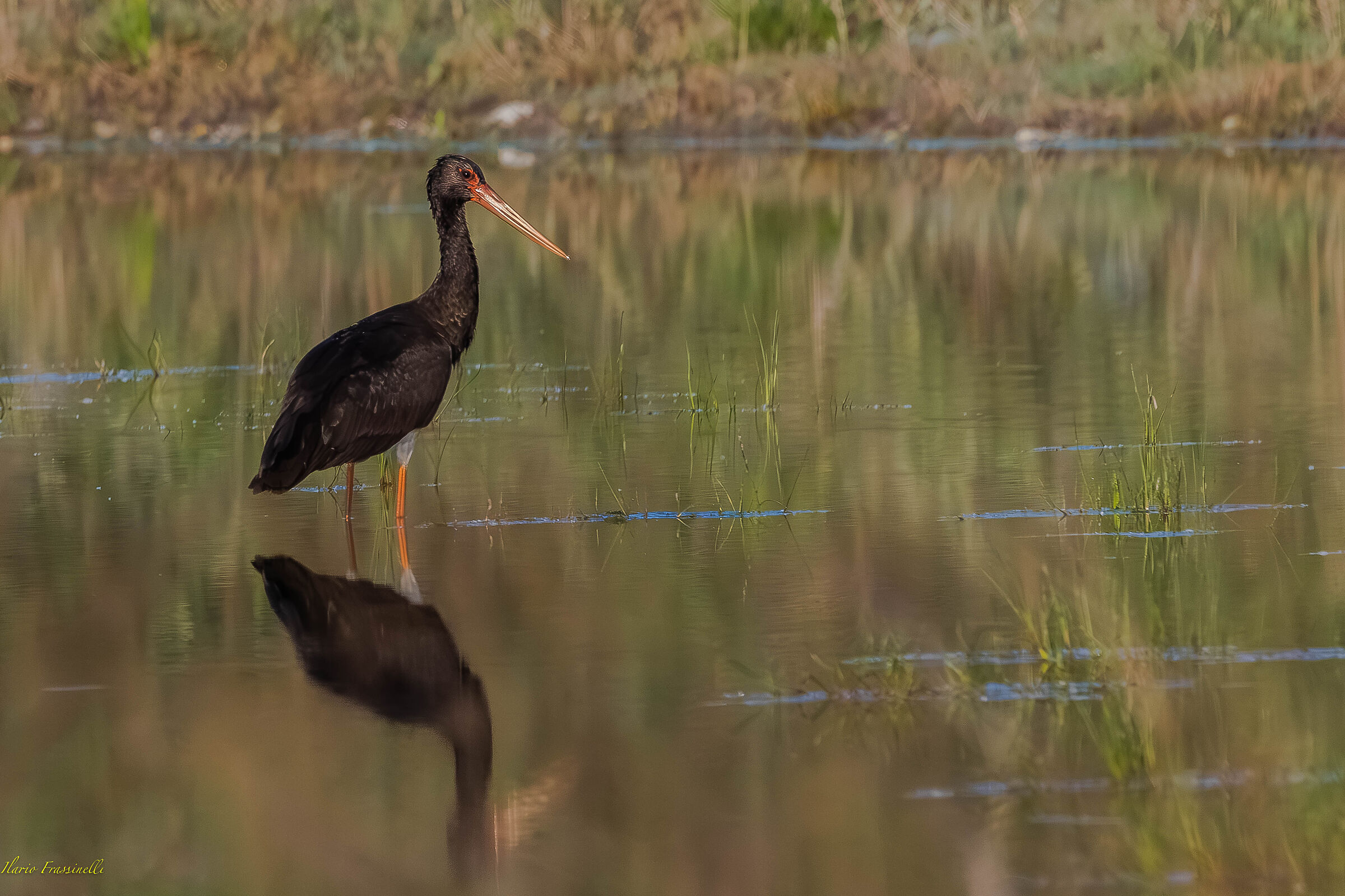 BLACK STORK