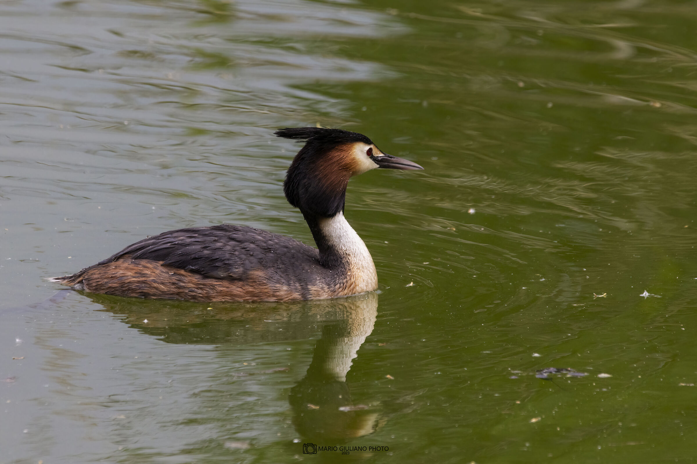 Grebe