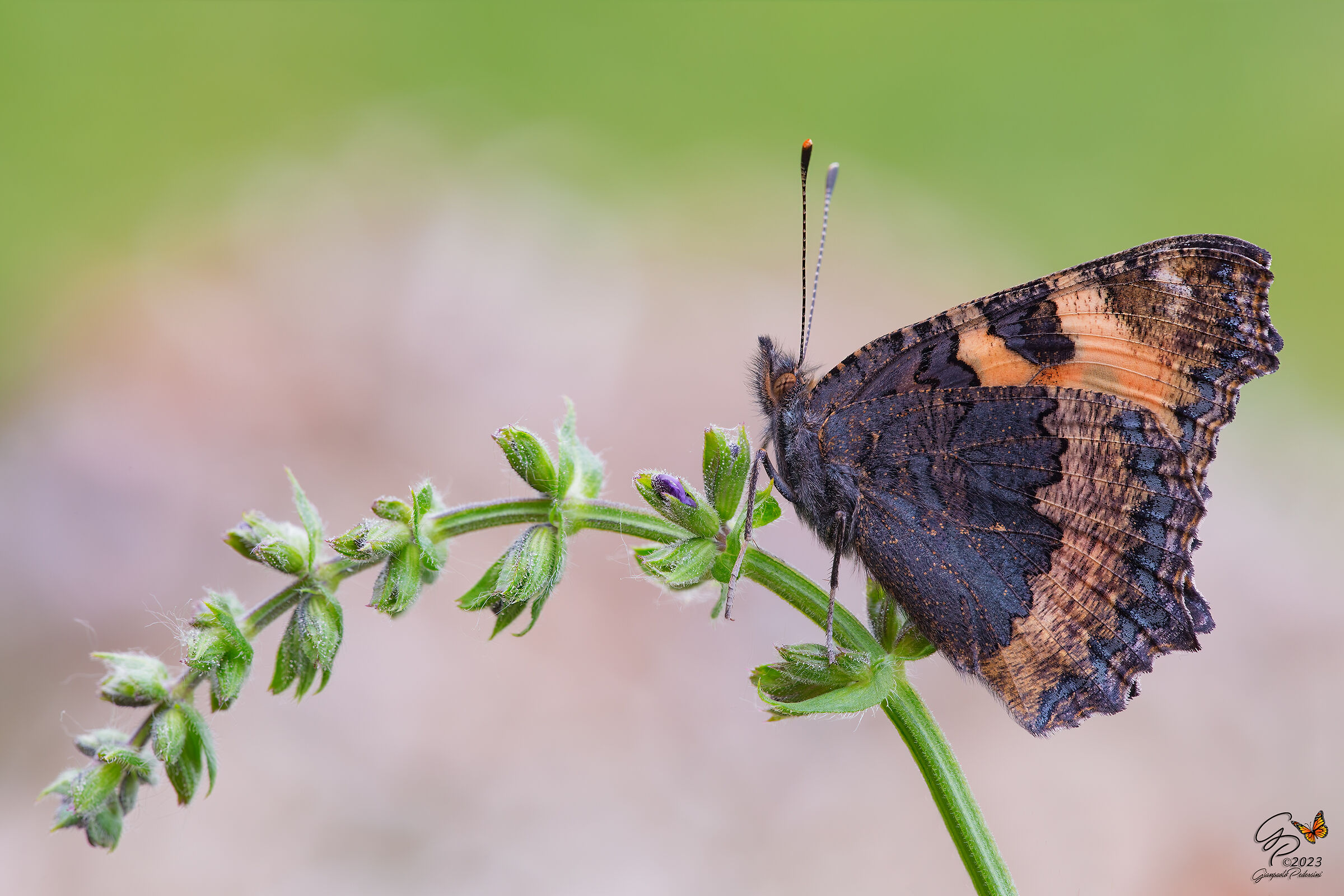 Vanessa delle ortiche