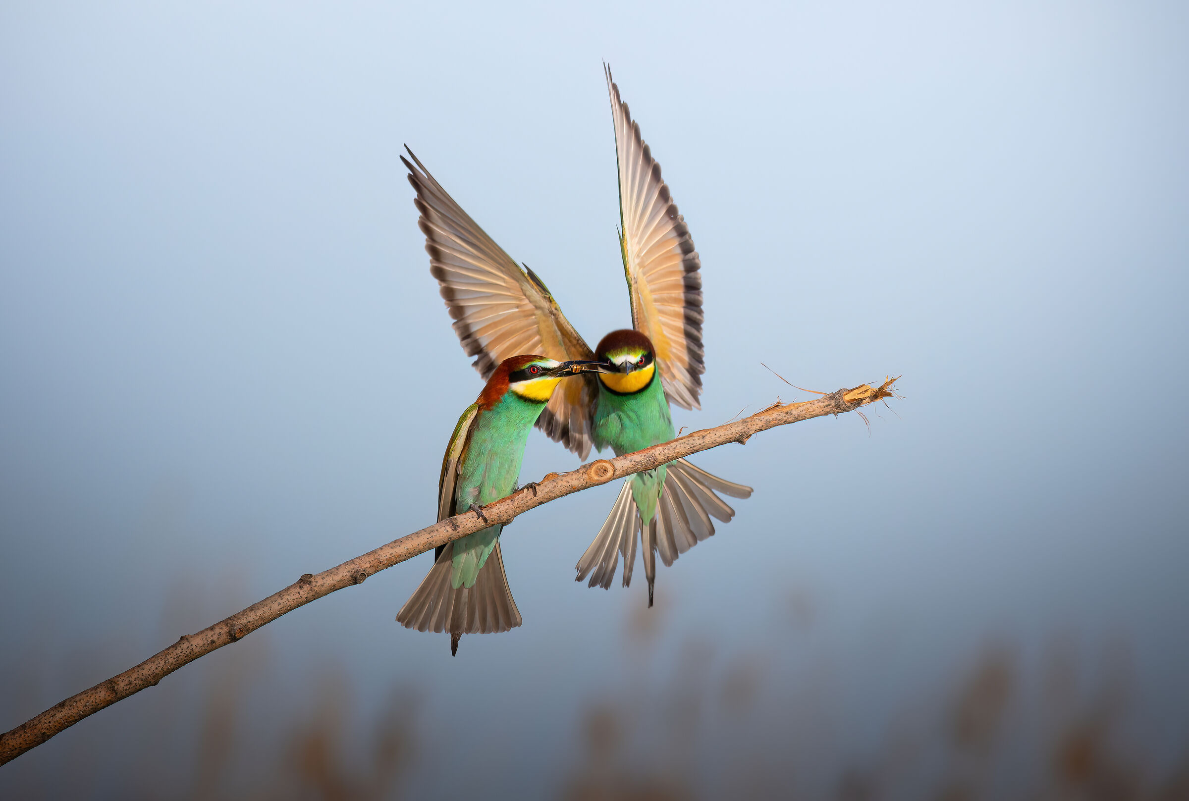 Bee eaters
