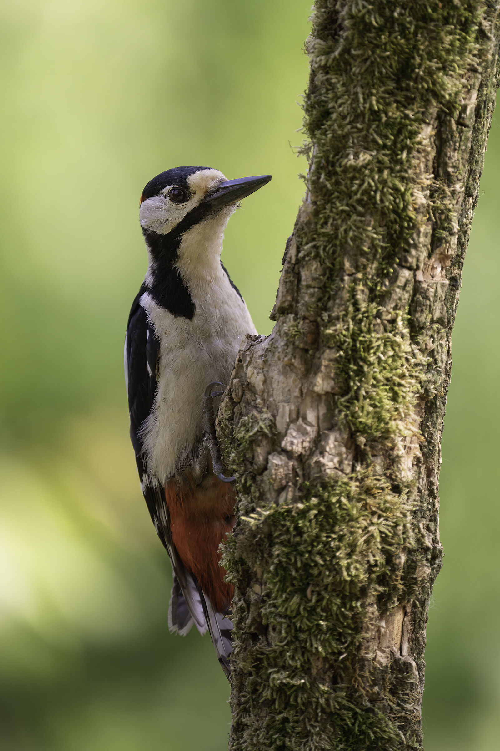 Spotted woodpecker