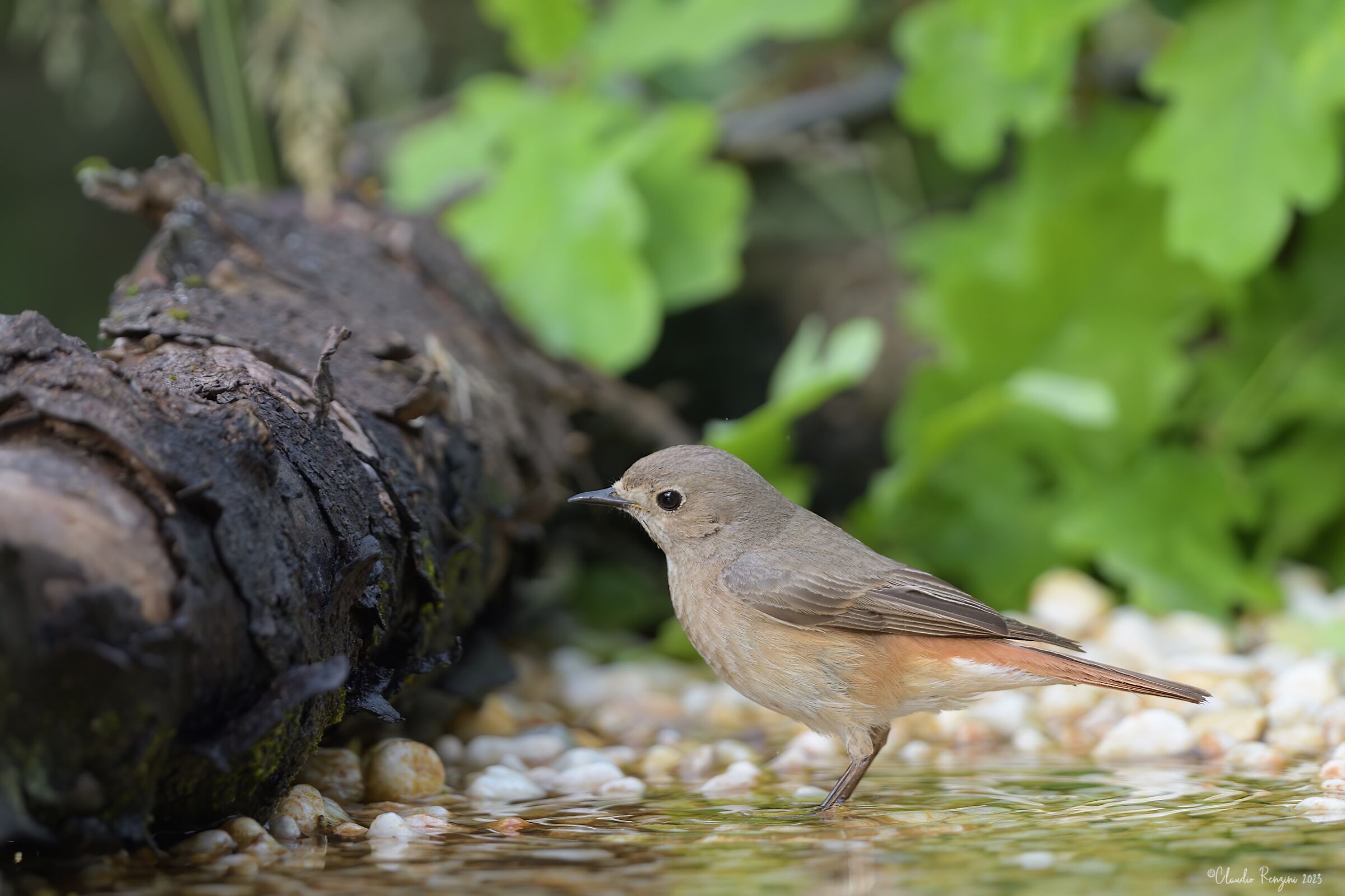 Female redstart chimney sweep