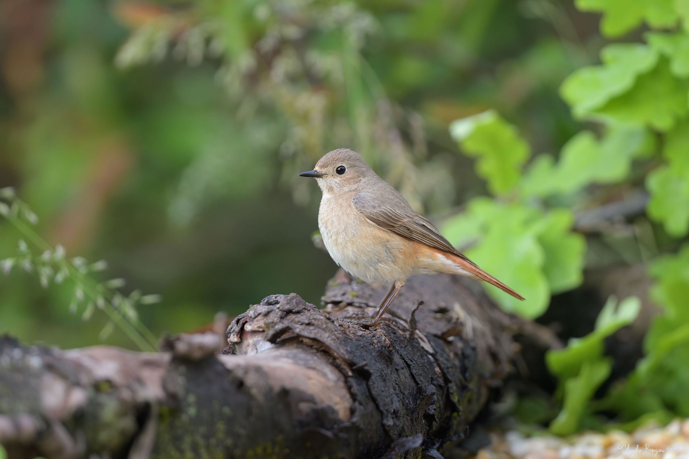 Female redstart chimney sweep
