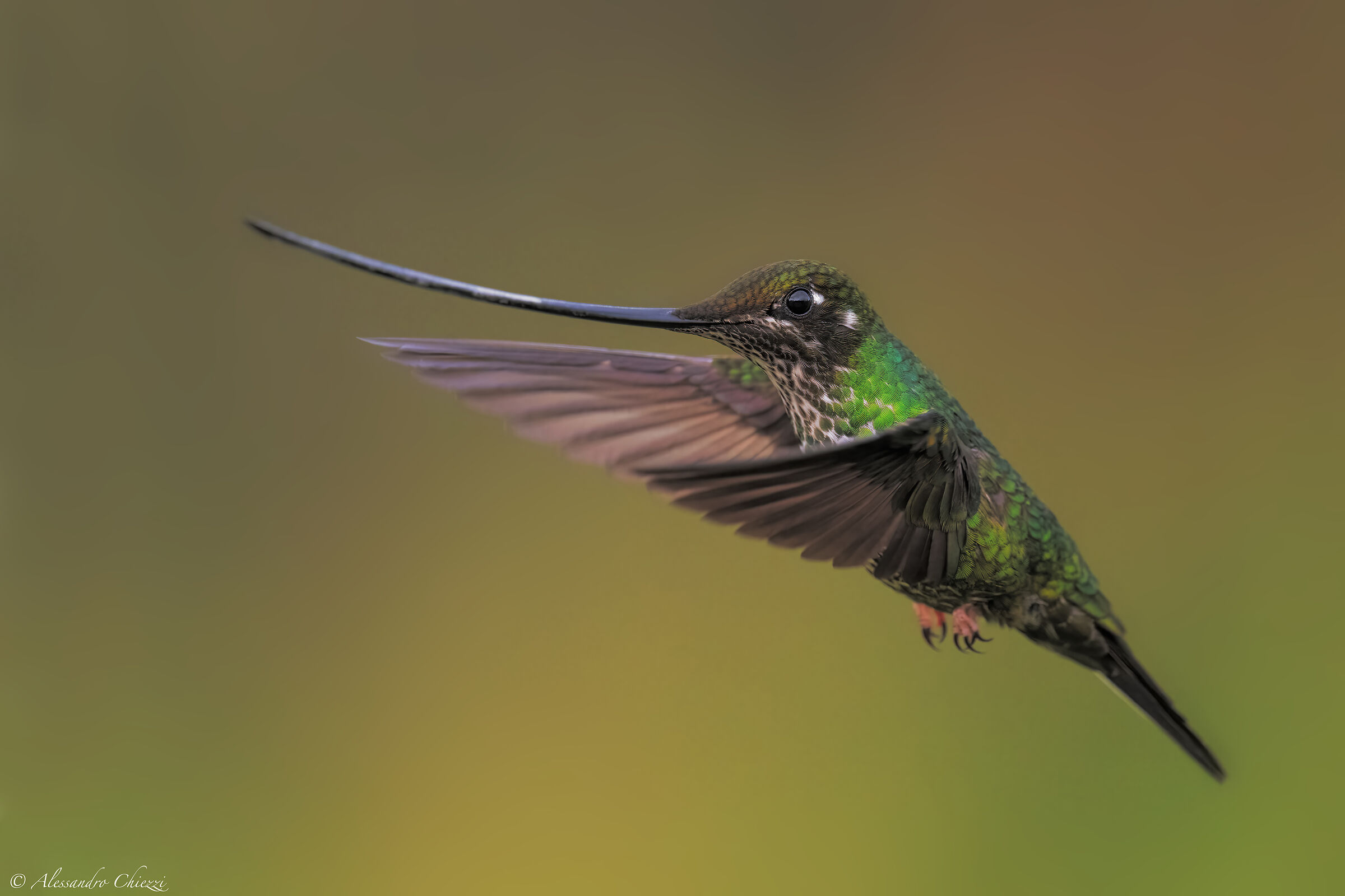 Flying with the sword