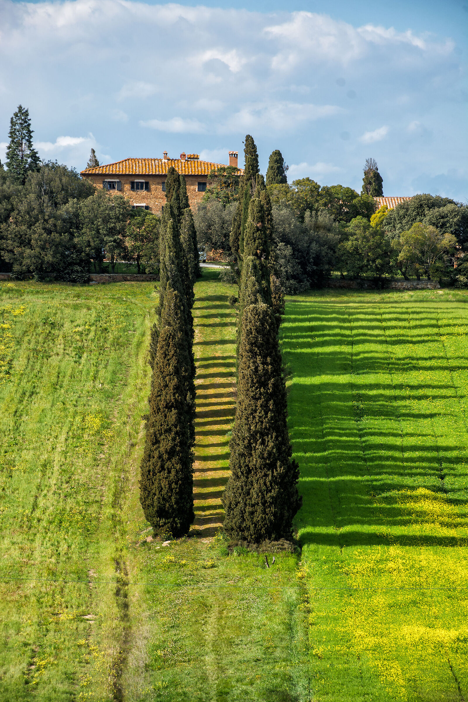 I cipressi del gladiatore