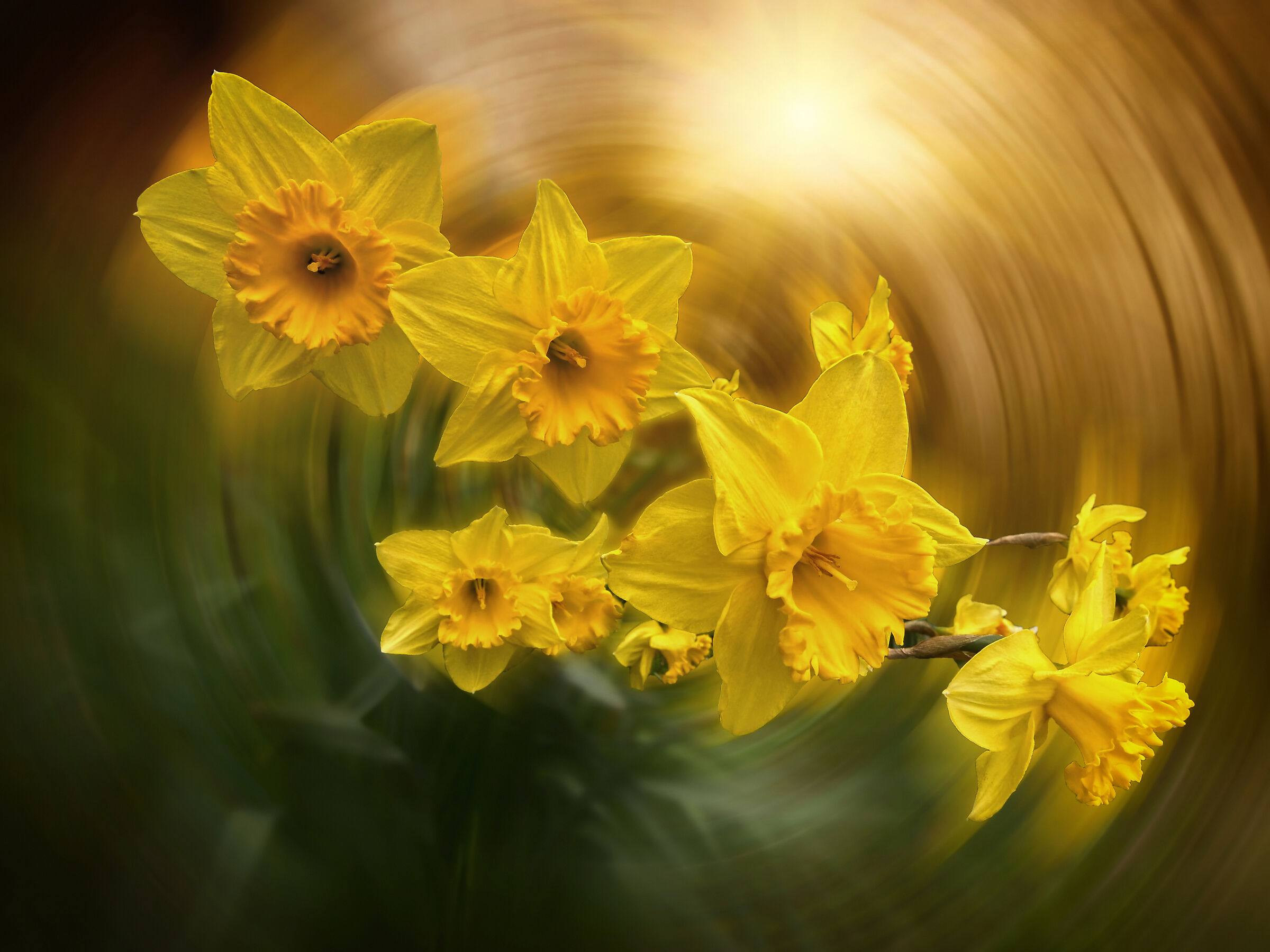 Girandola primaverile