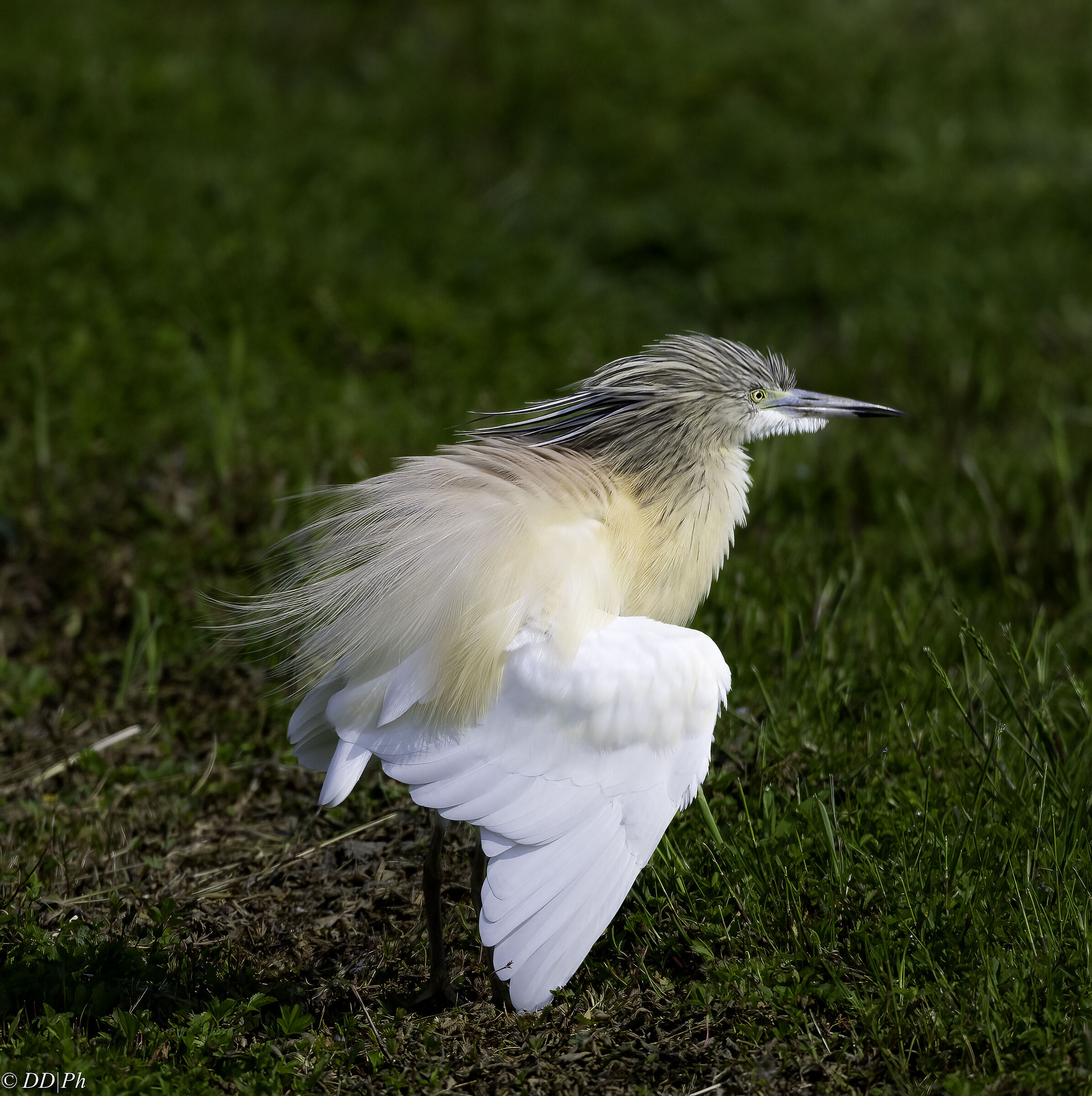 Squacco heron