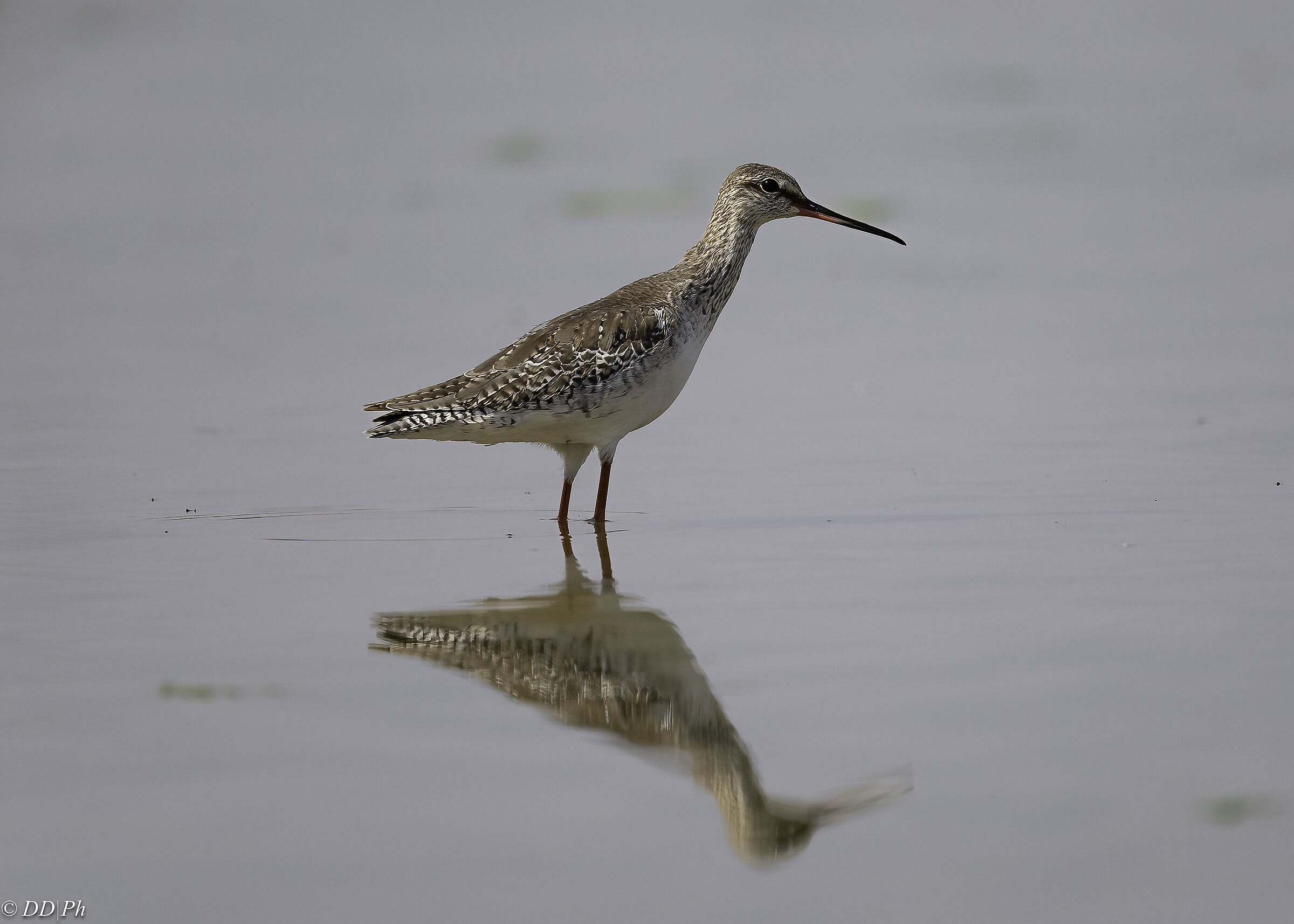 Redshank