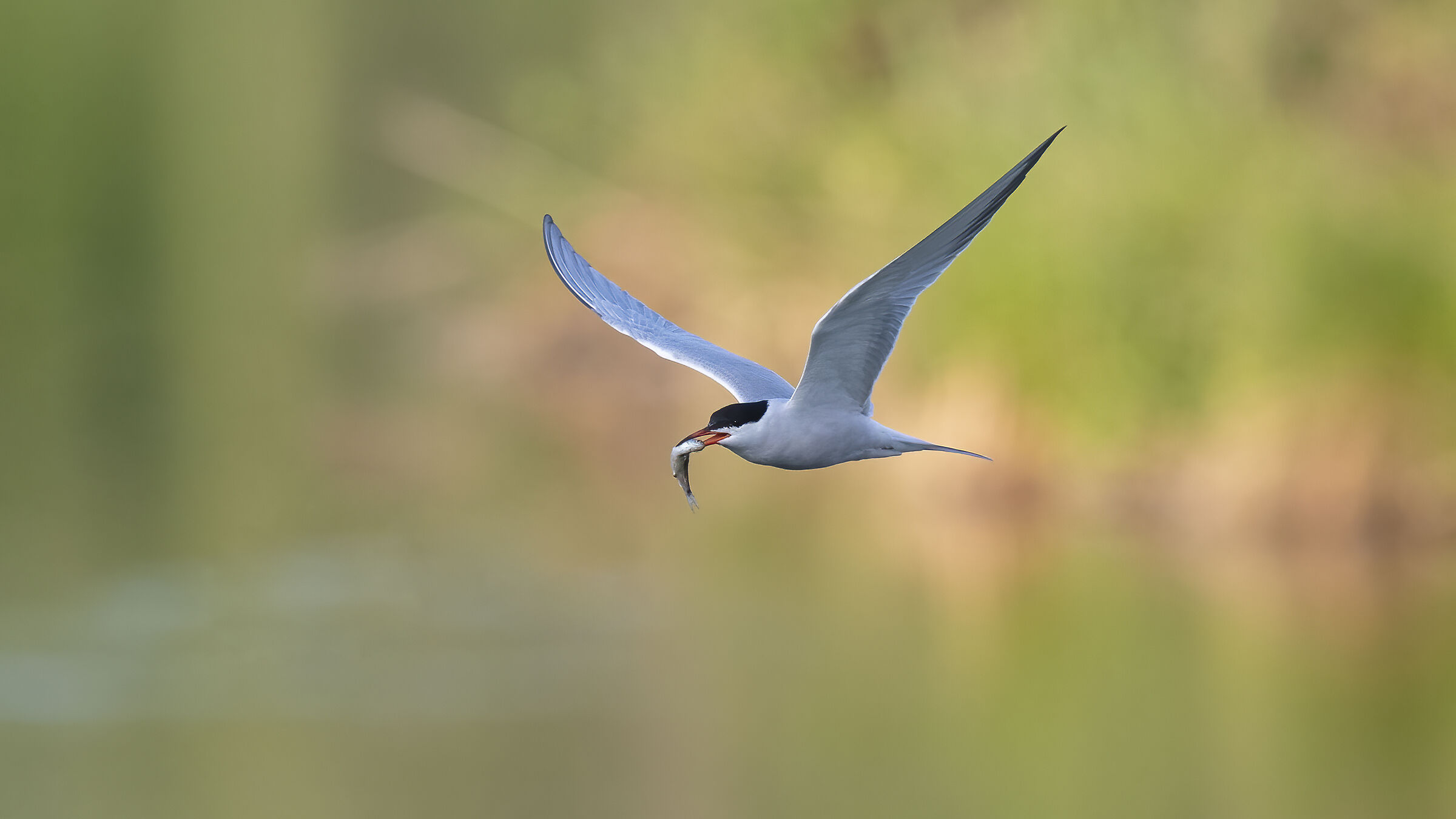 Sterna alle prime luci