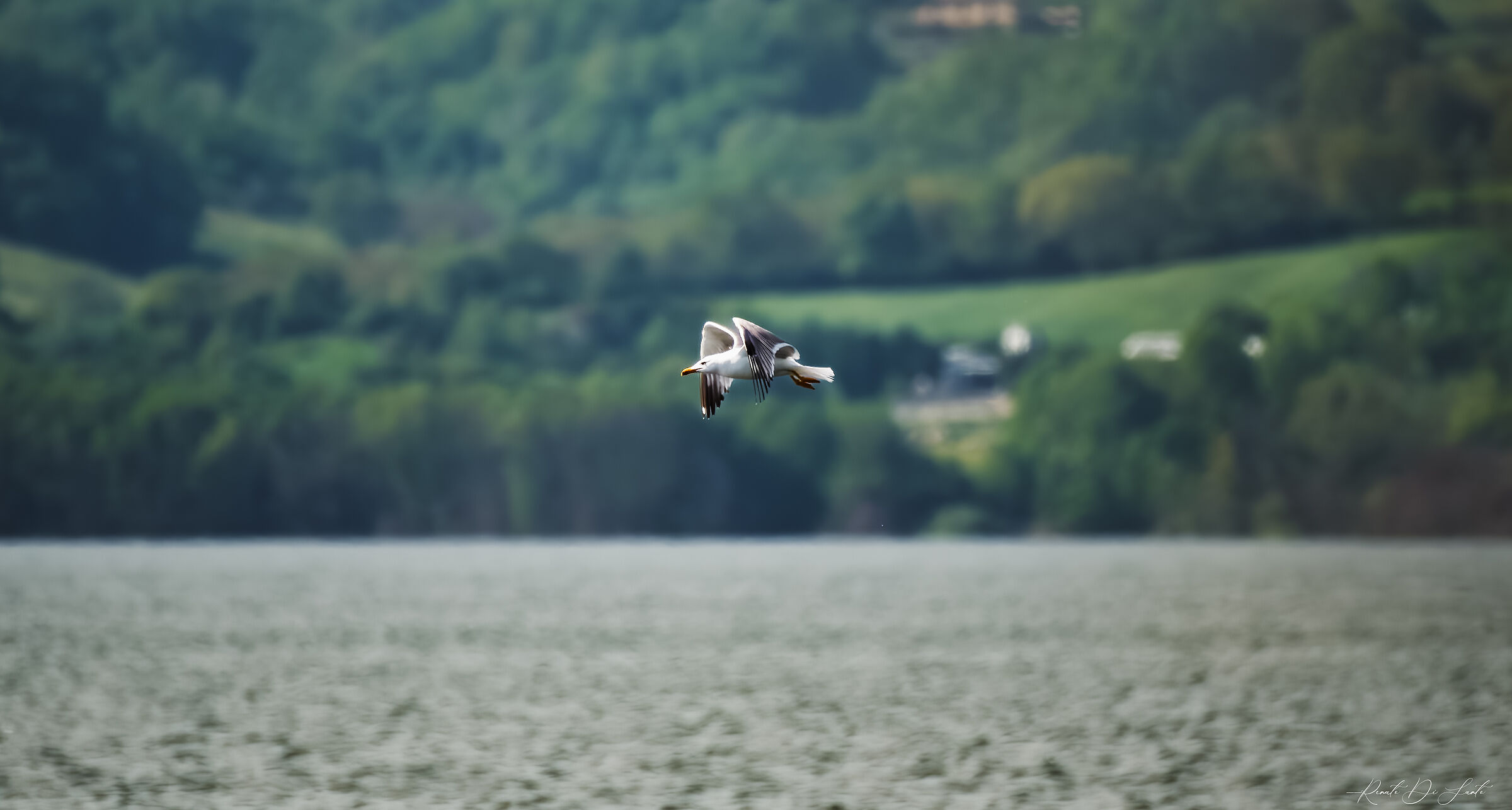Seagull on the Lake