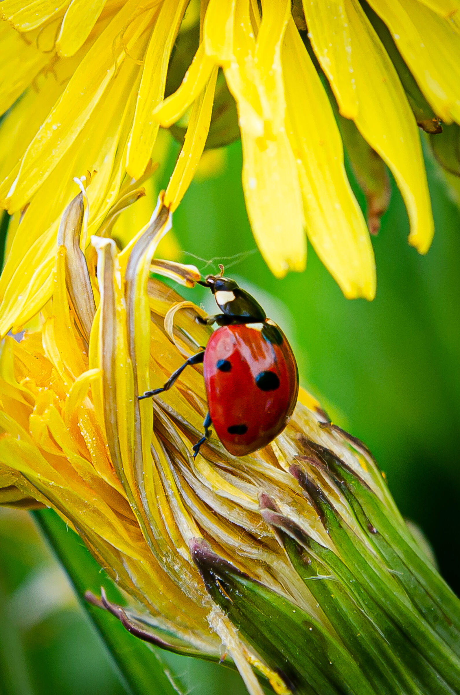 Ladybird