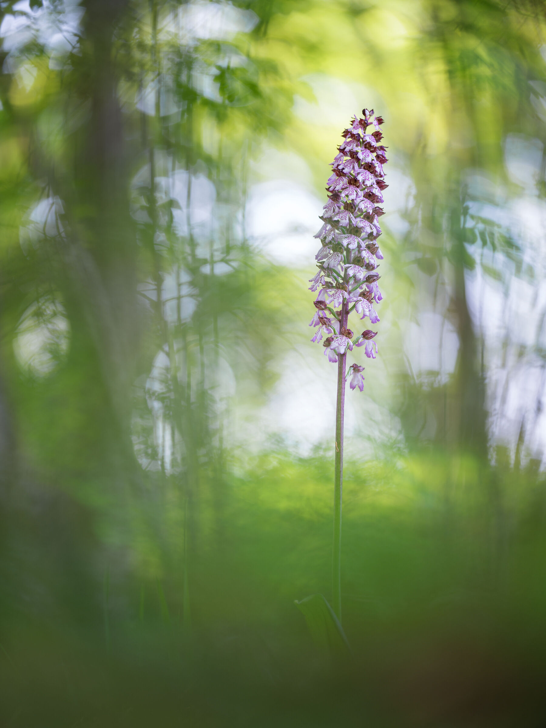 Orchidea maggiore maggiorata