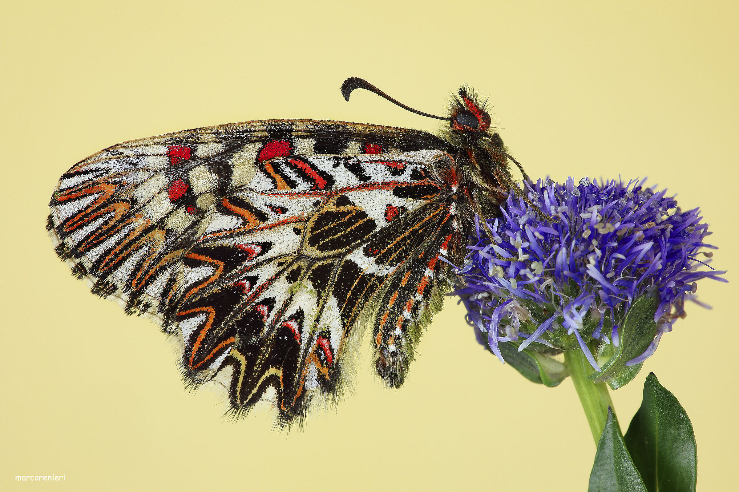 pollinated...