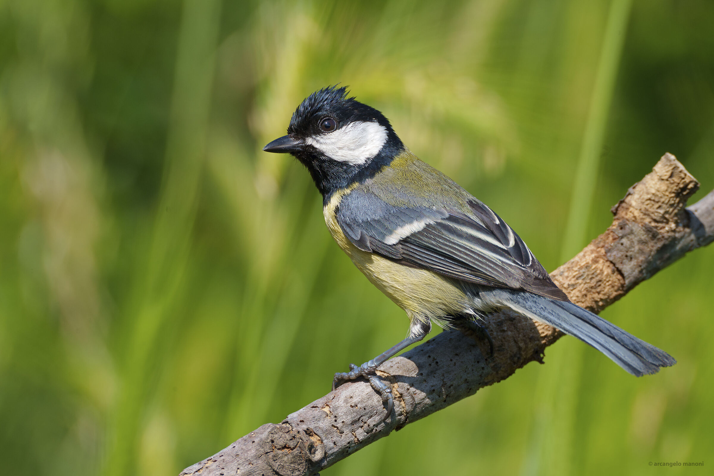 La cinciallegra di famiglia