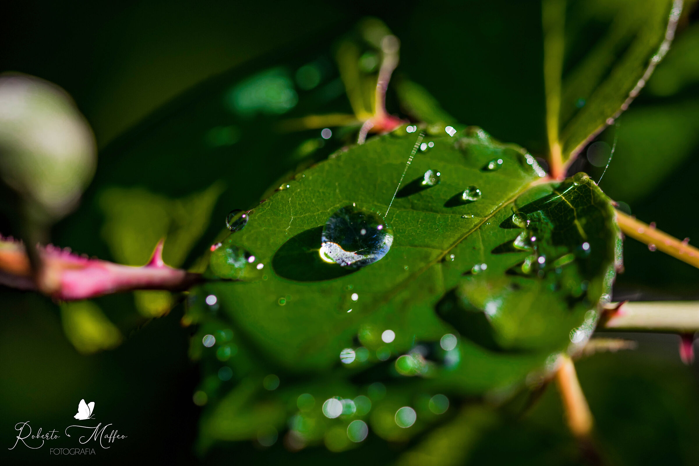gocce d acqua sulle foglie