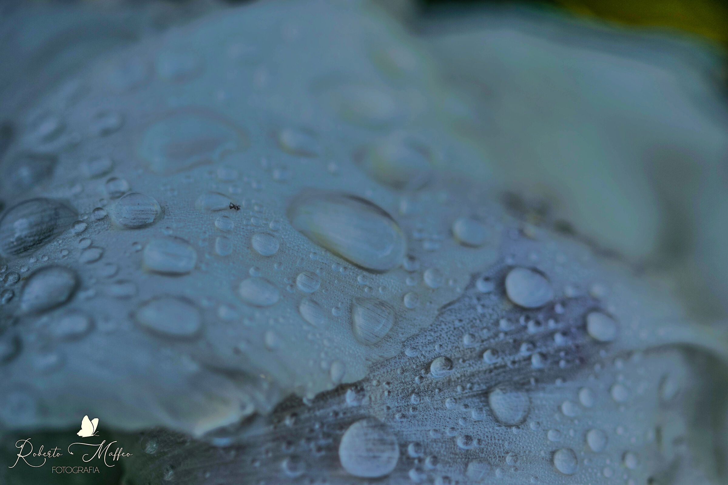 gocce d acqua sulle foglie