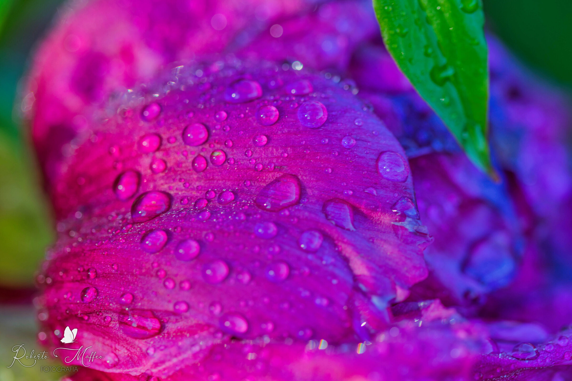 gocce d acqua sulle foglie