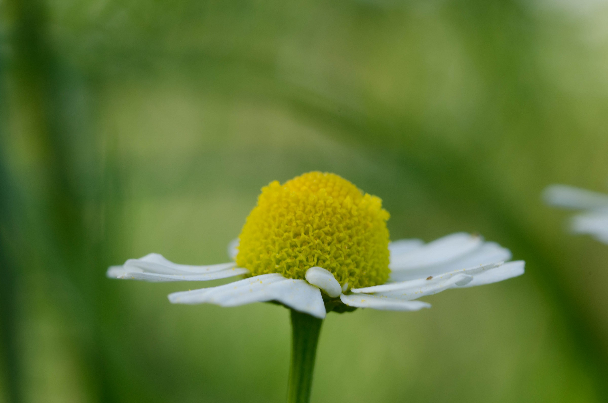 Chamomile