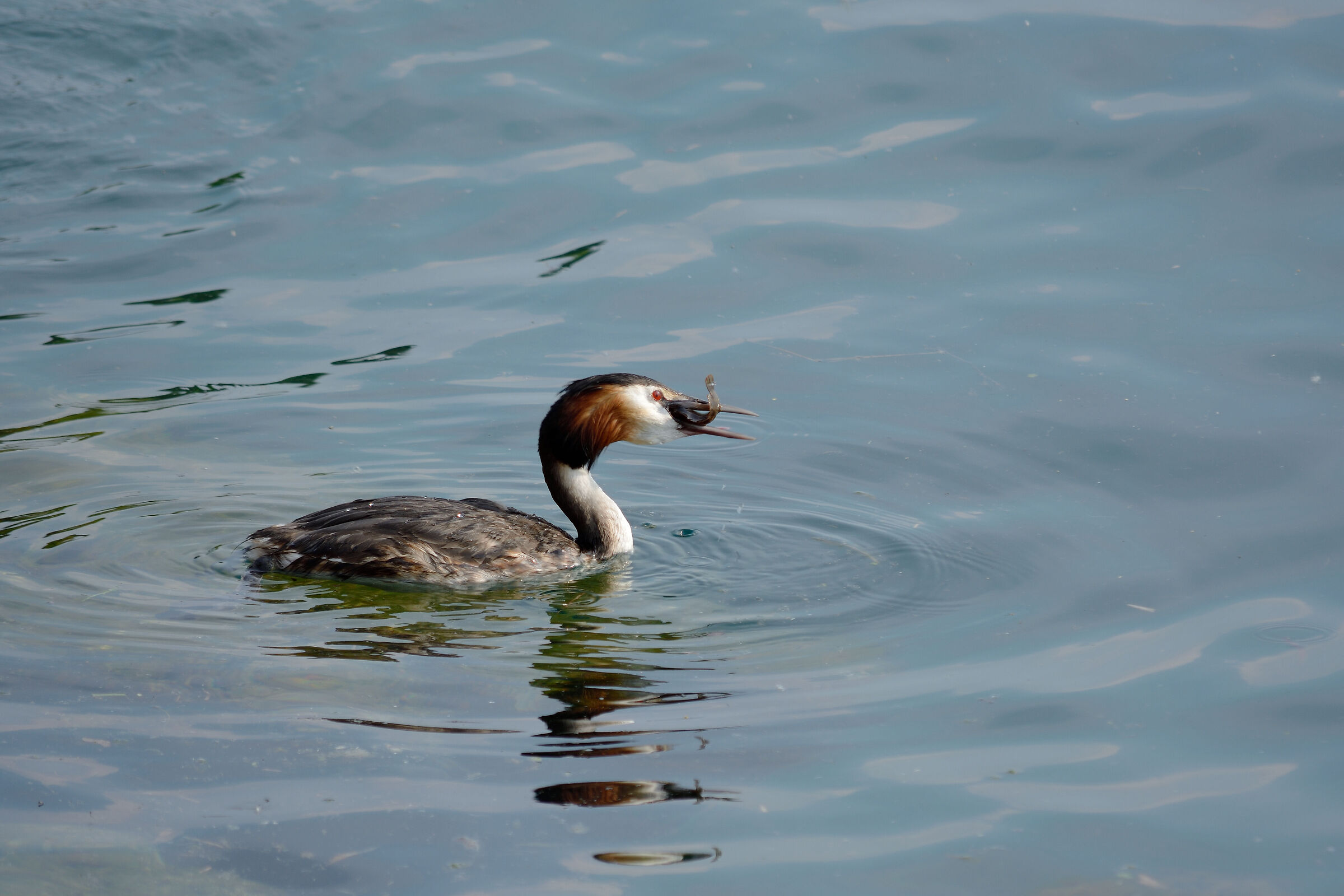 Grebe for lunch
