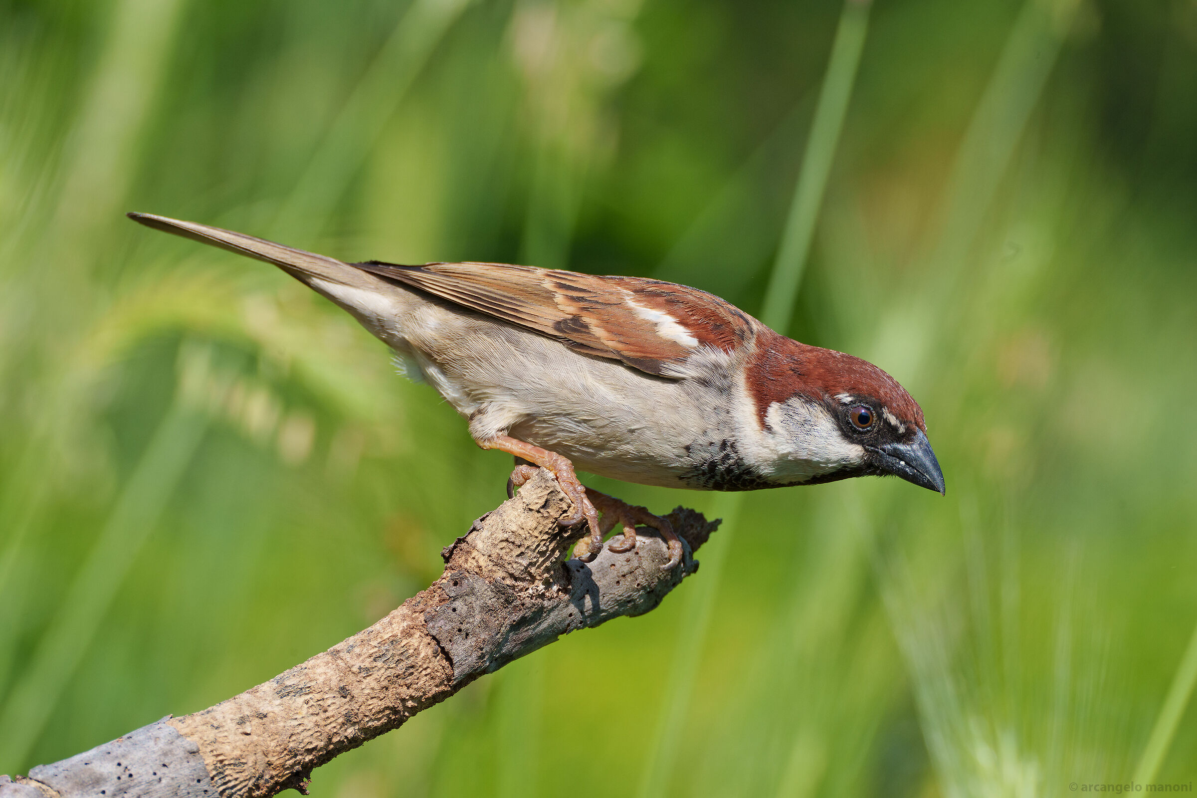 The male of the sparrow