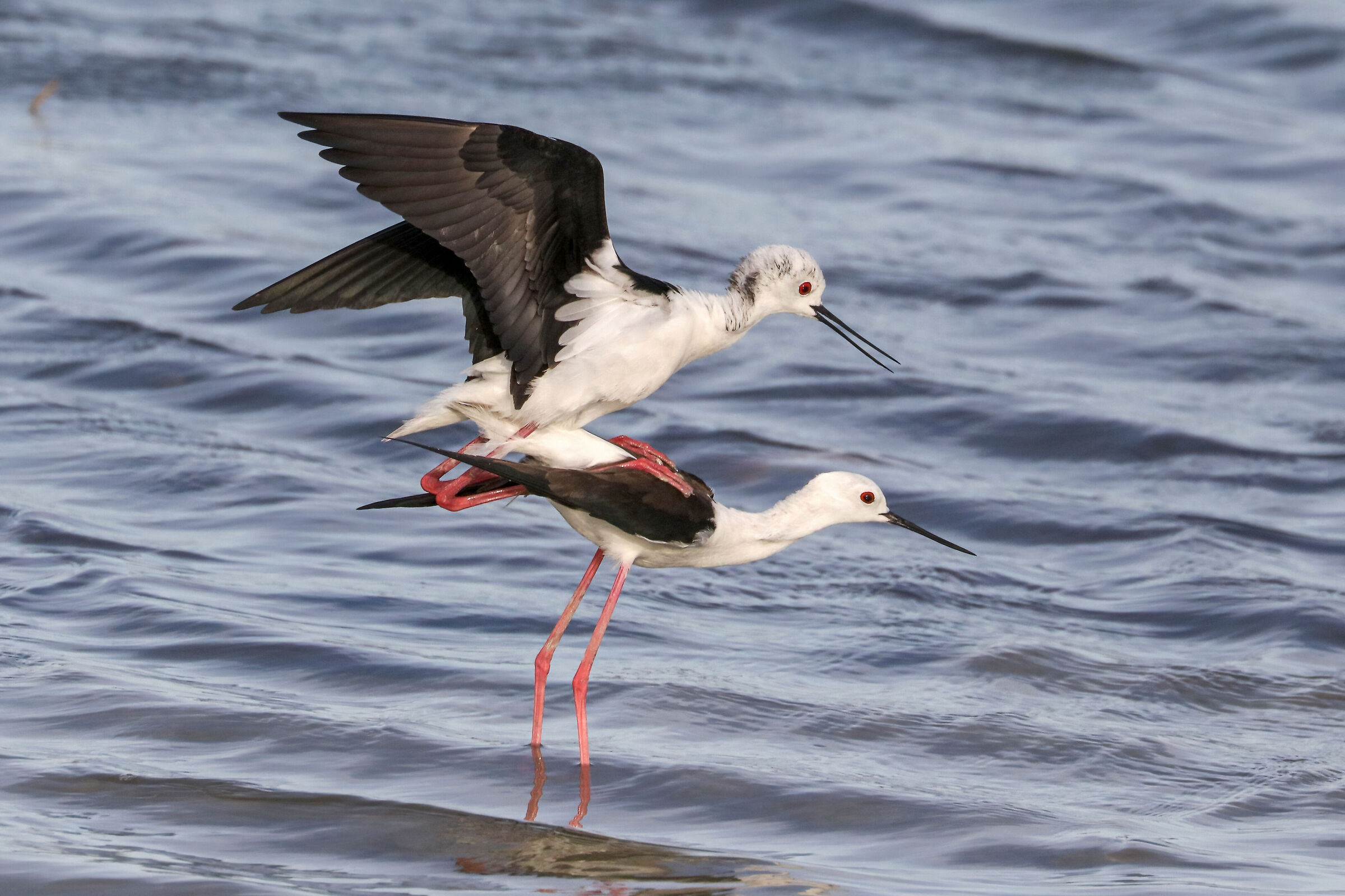 The season of love ... Knights of Italy