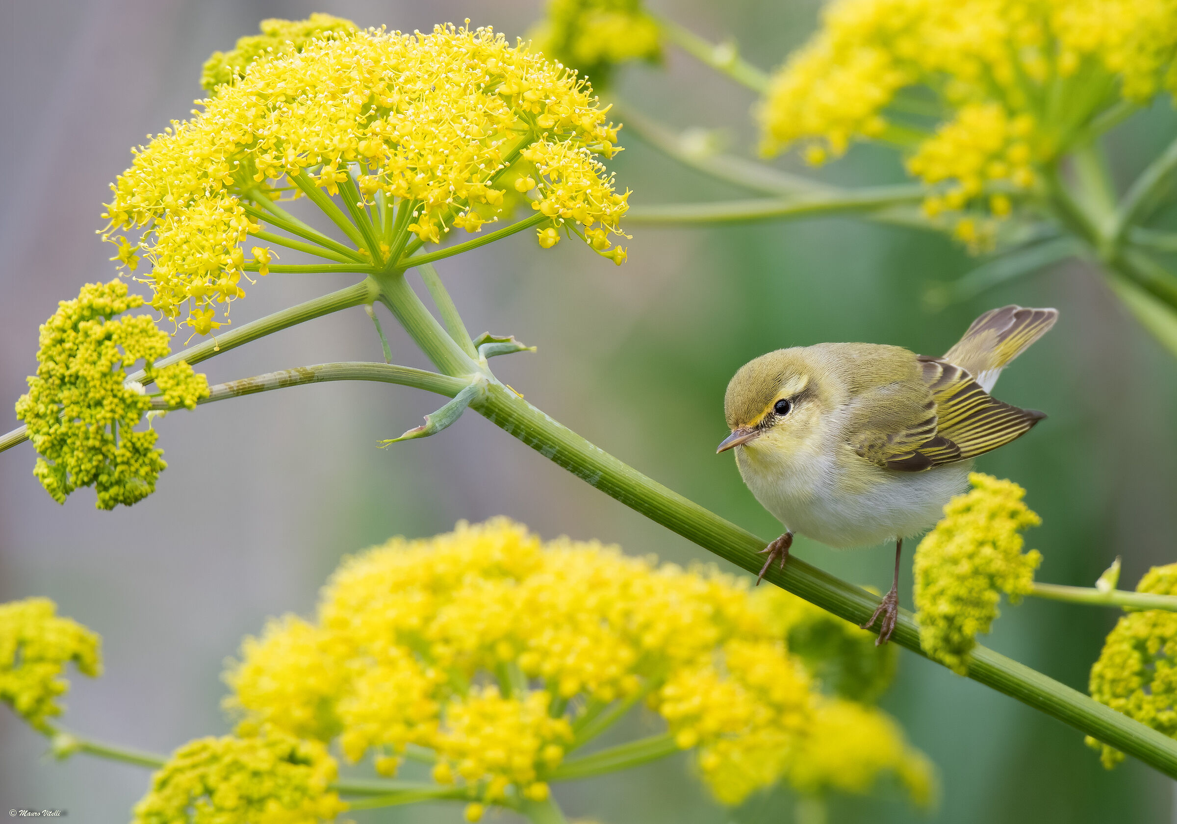 Green wolf (Phylloscopus sibilatrix)