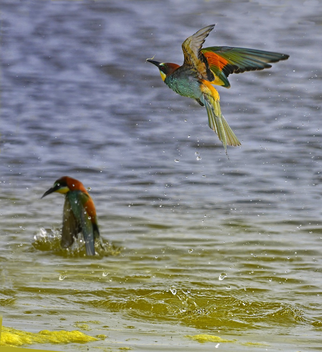 Bee-eaters 2