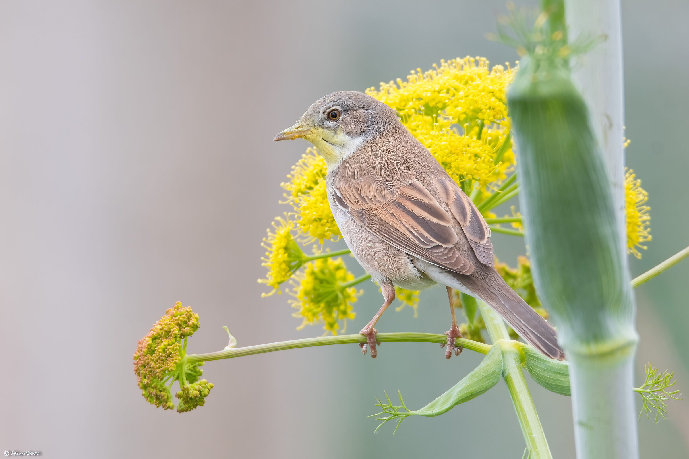 Sterpazzola (Sylvia communis)