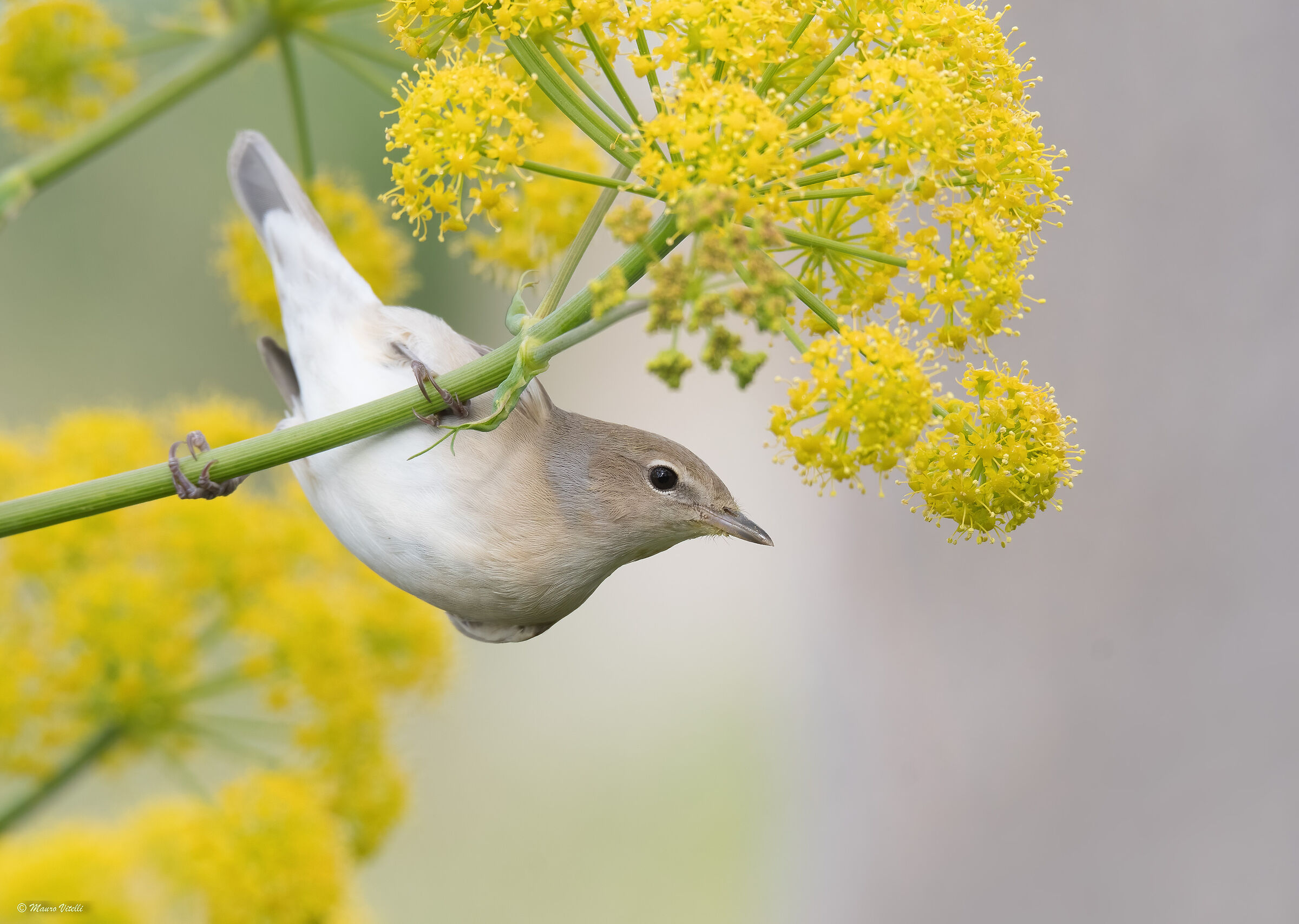 Beccafico (Sylvia borin)
