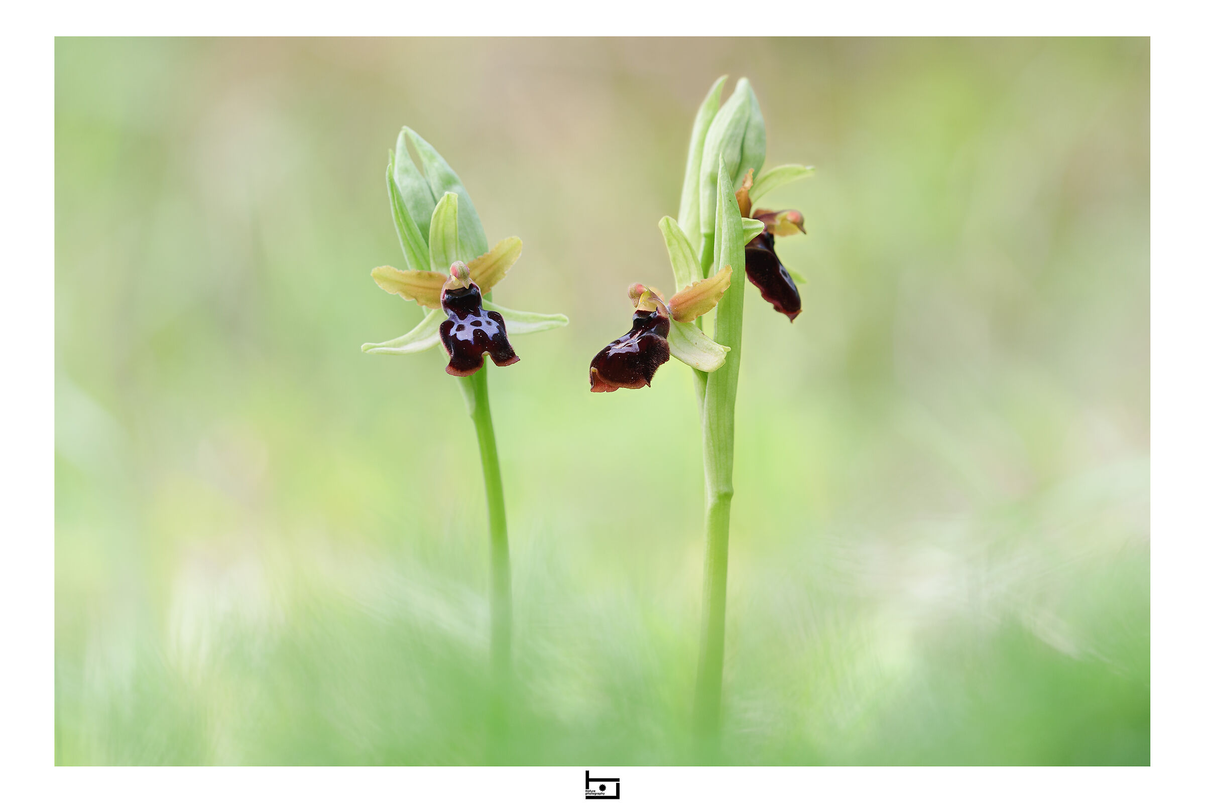 Ophrys x grottagliensis