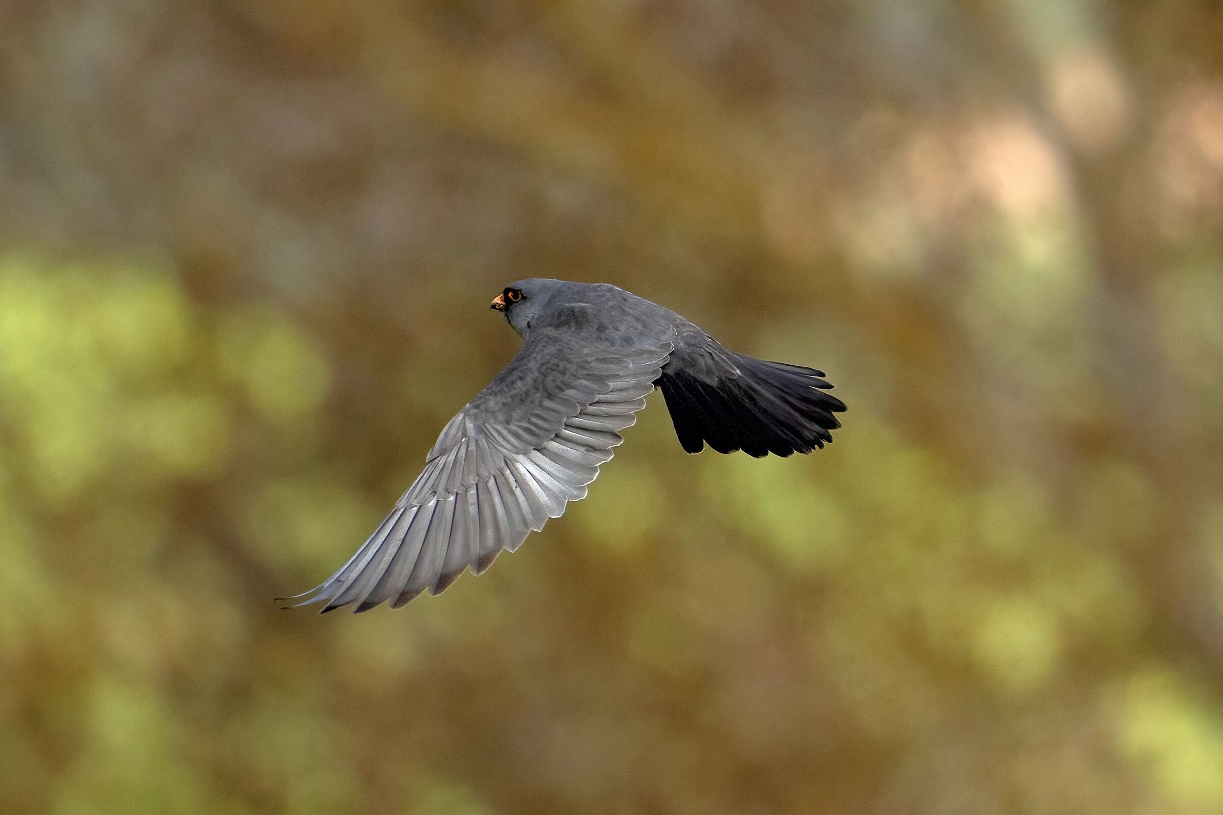 falco cuculo (falco vespertinus)