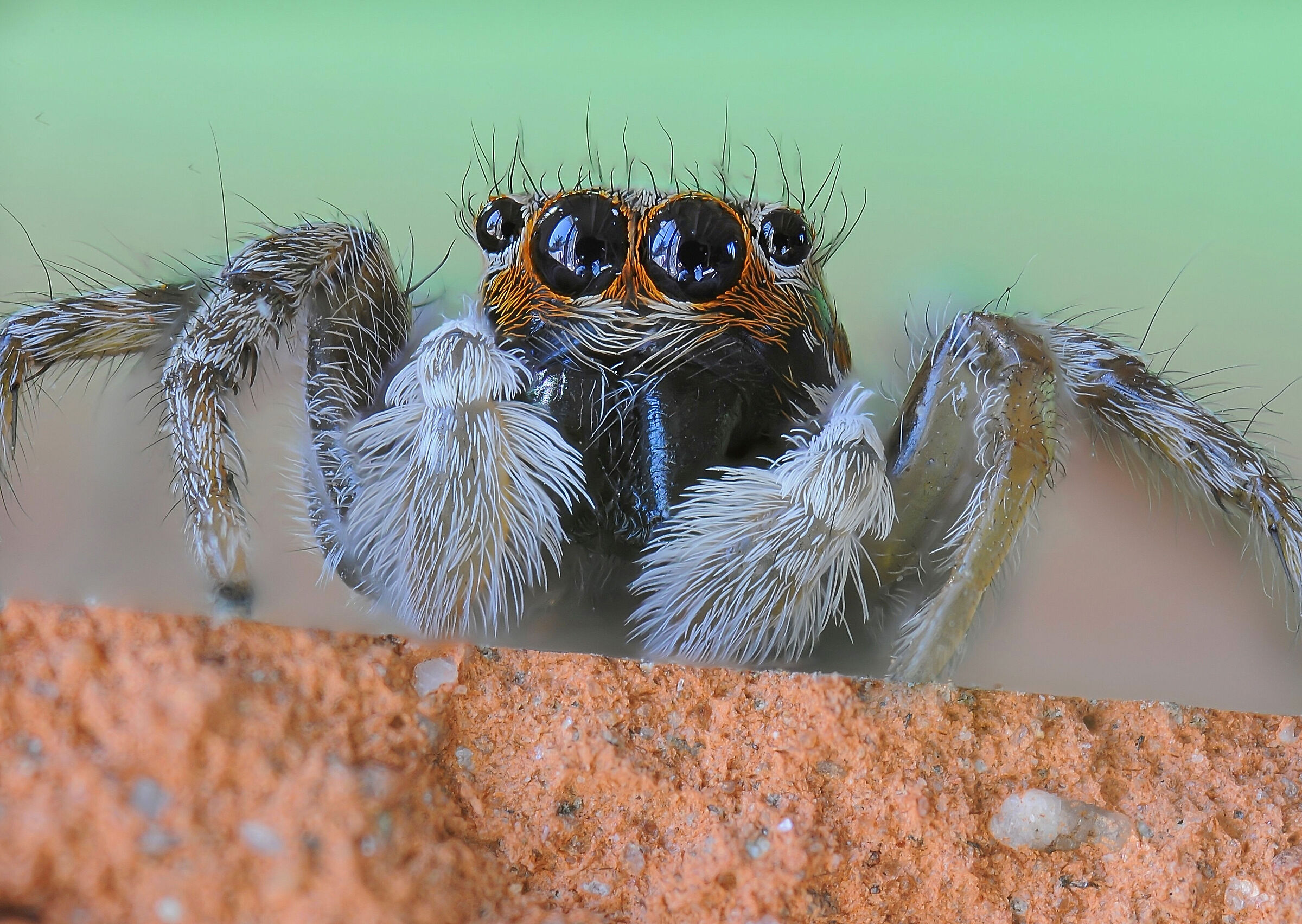 Secondo f.s. sullo stesso soggetto