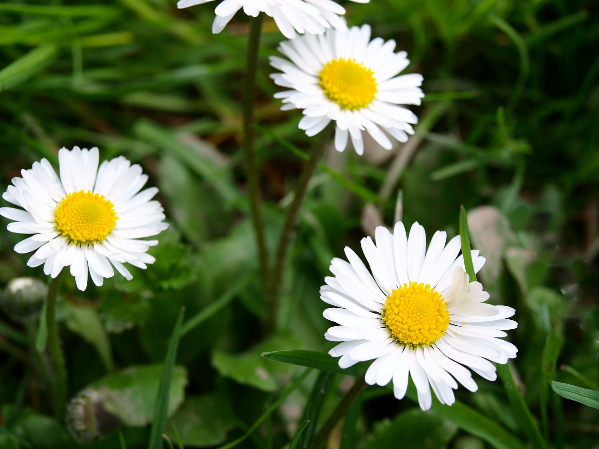 1-Daisies