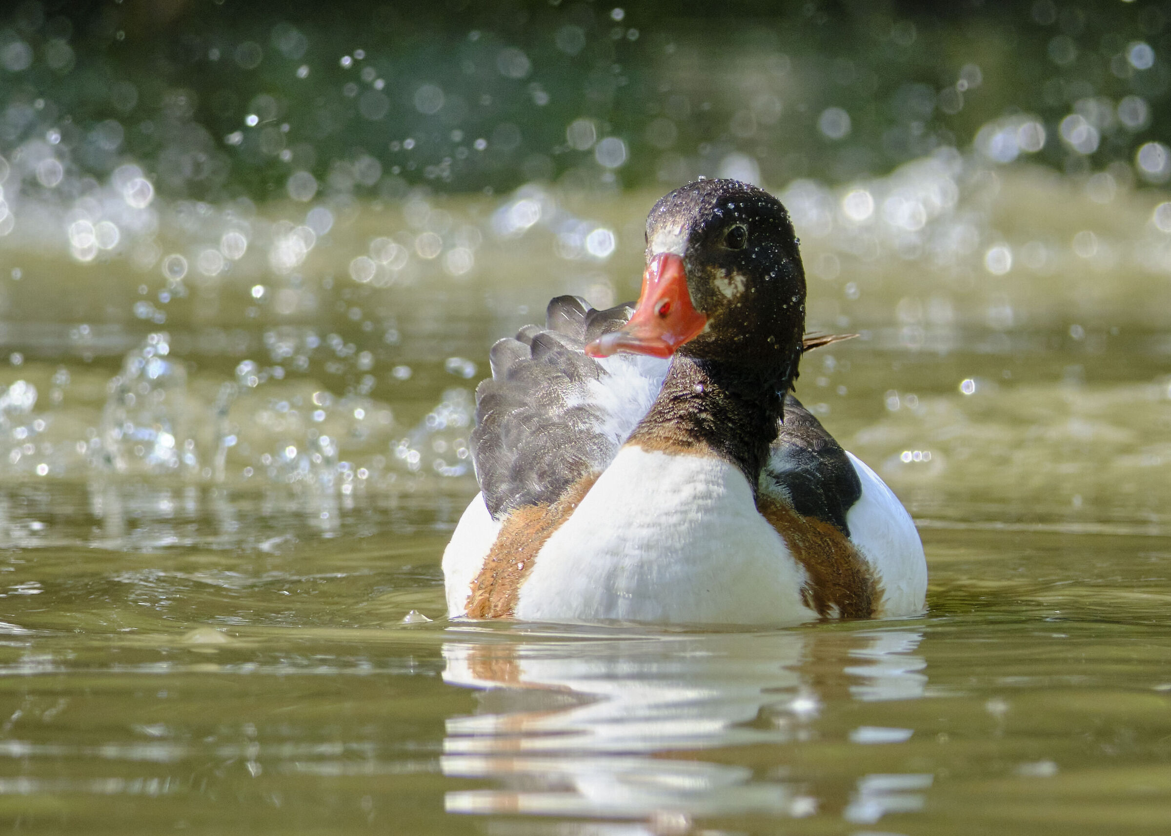 Common shelduck