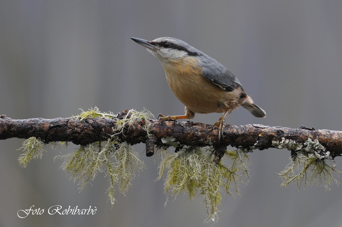 Picchio muratore.....