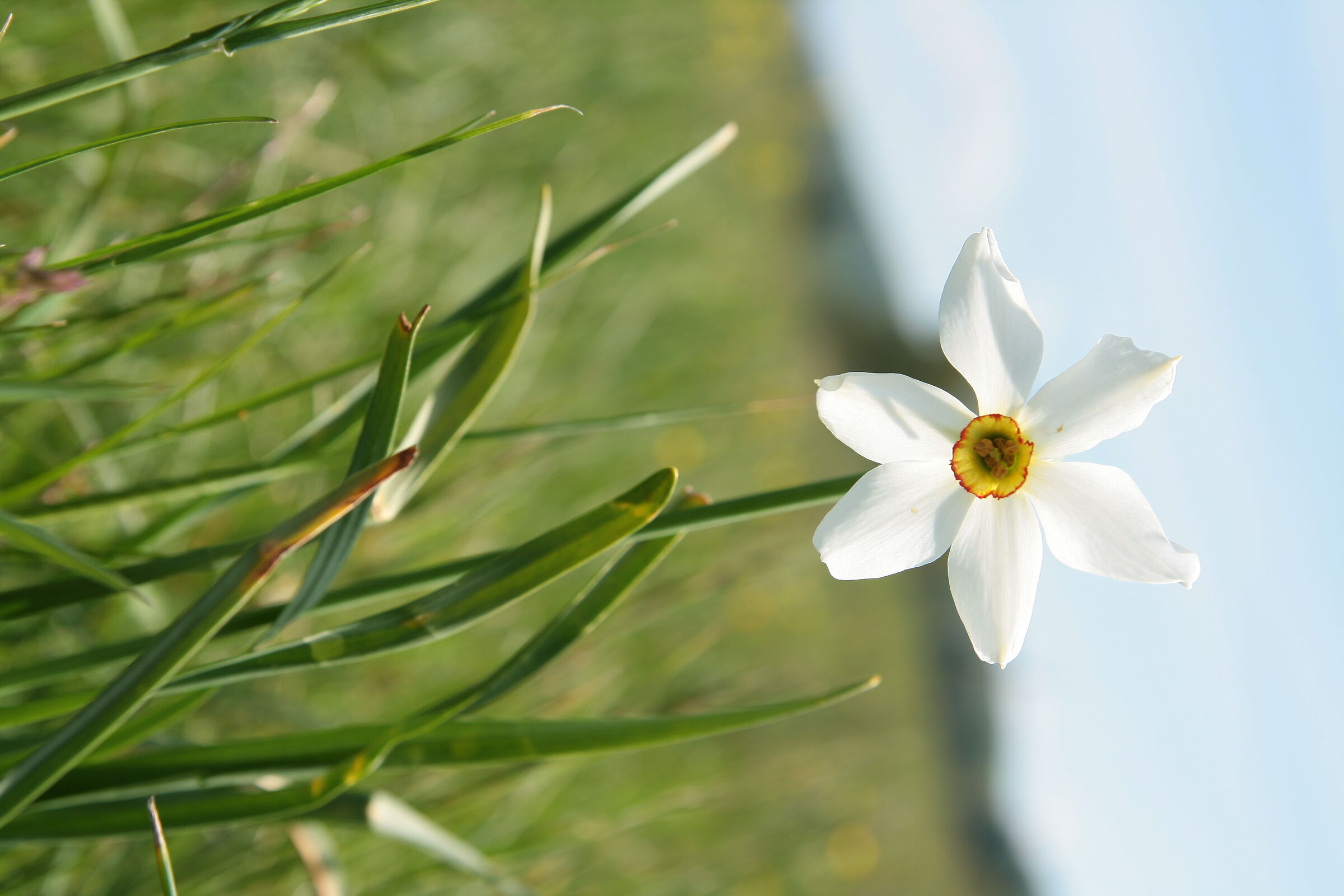 Narciso