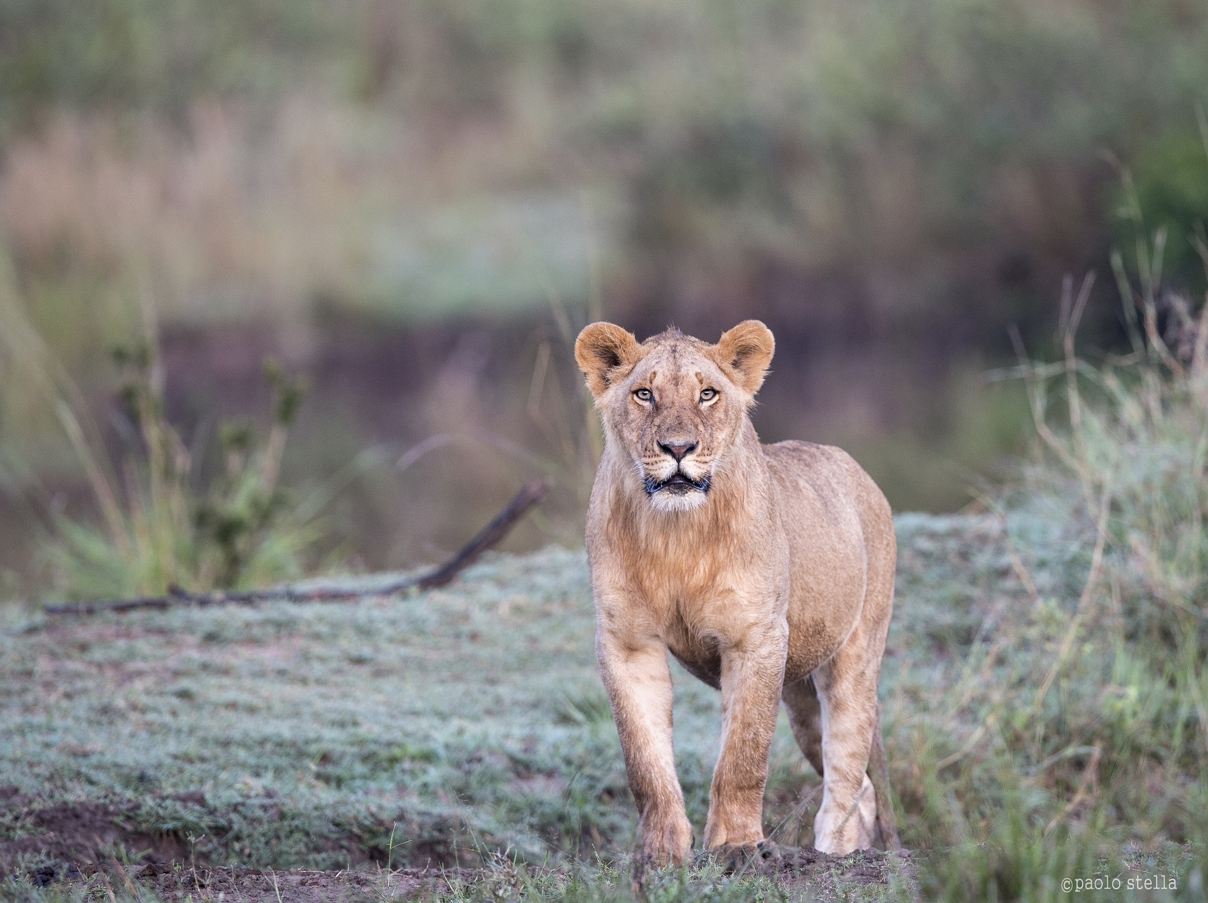 lioness at the sunrise
