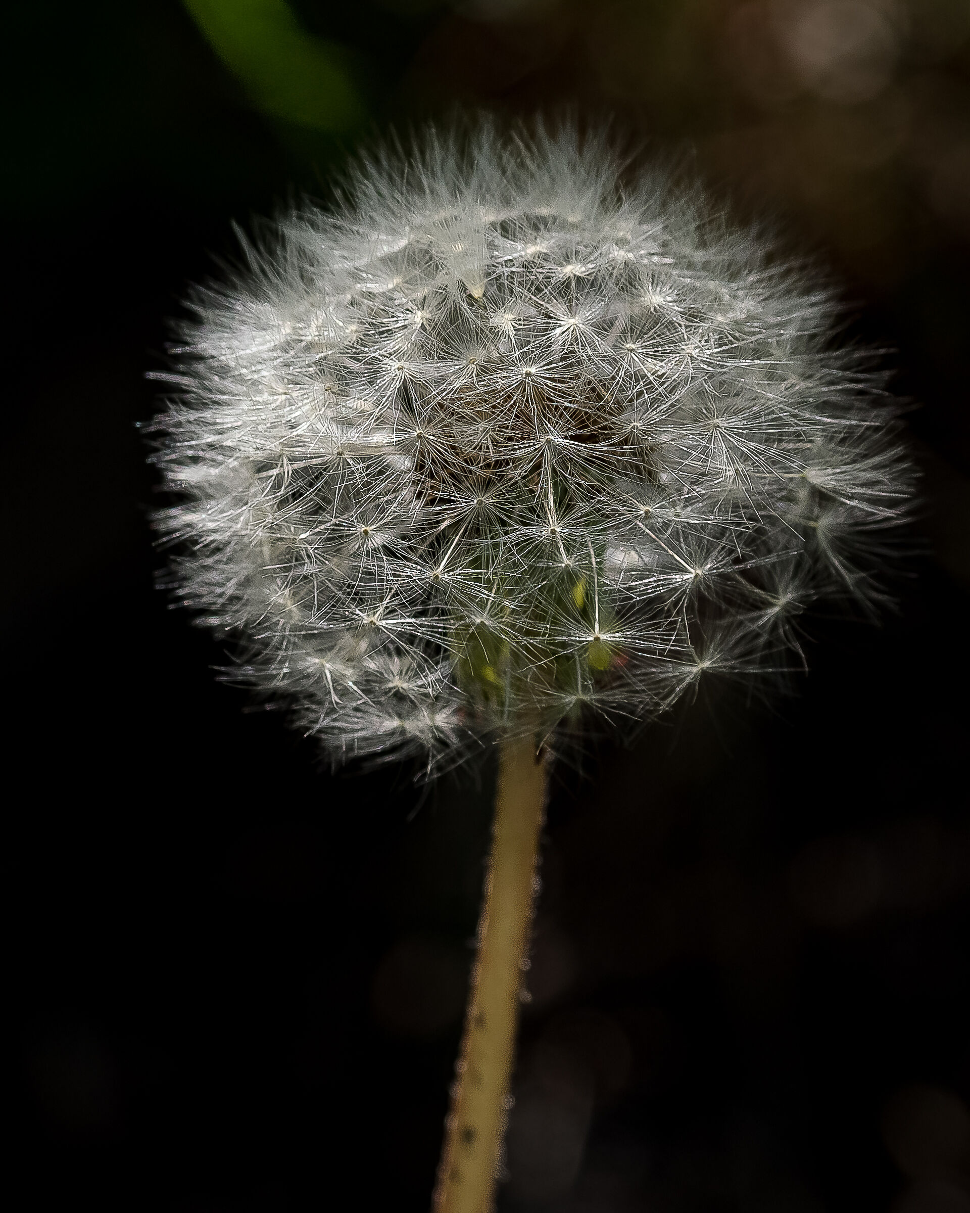 Dandelion