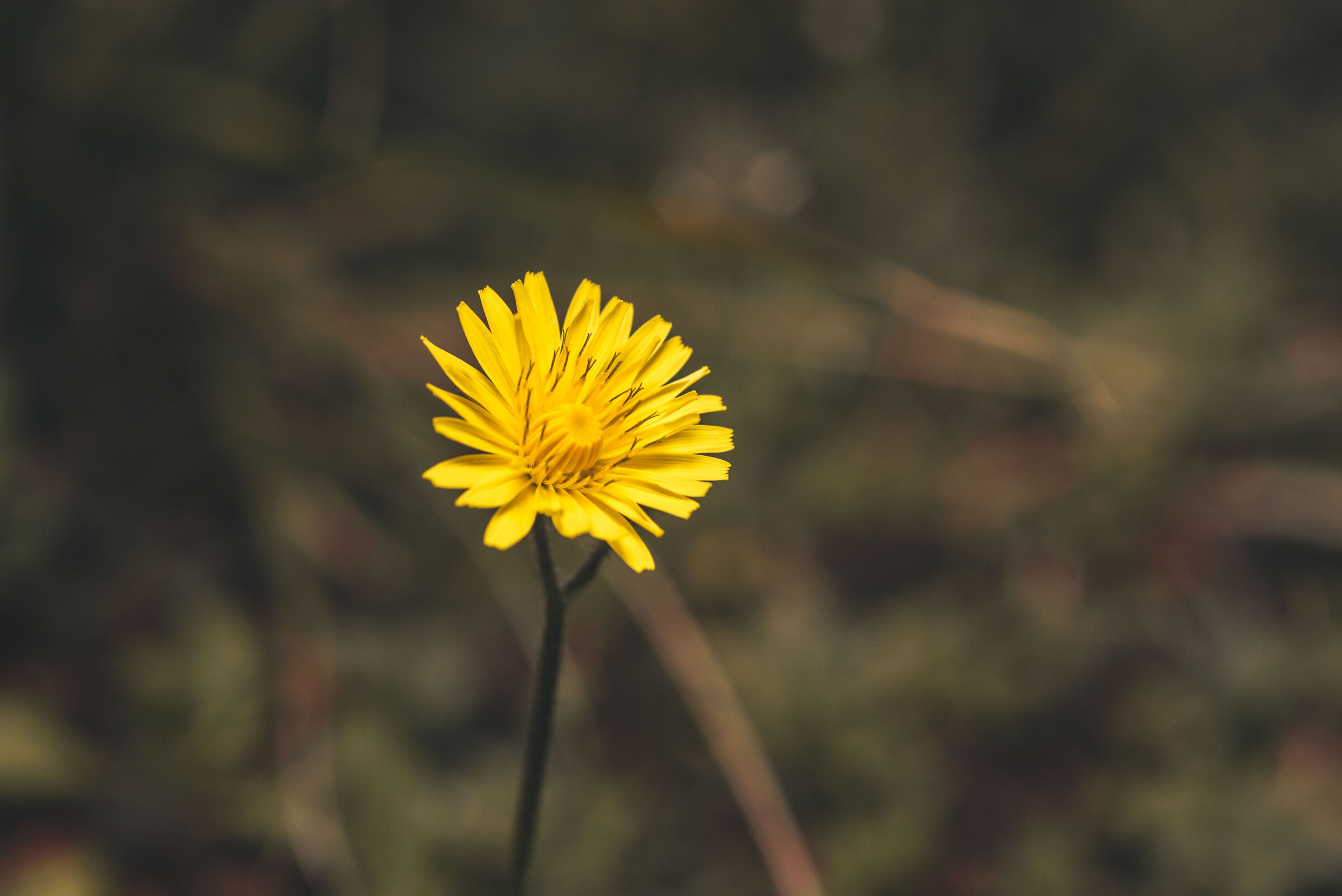dandelion