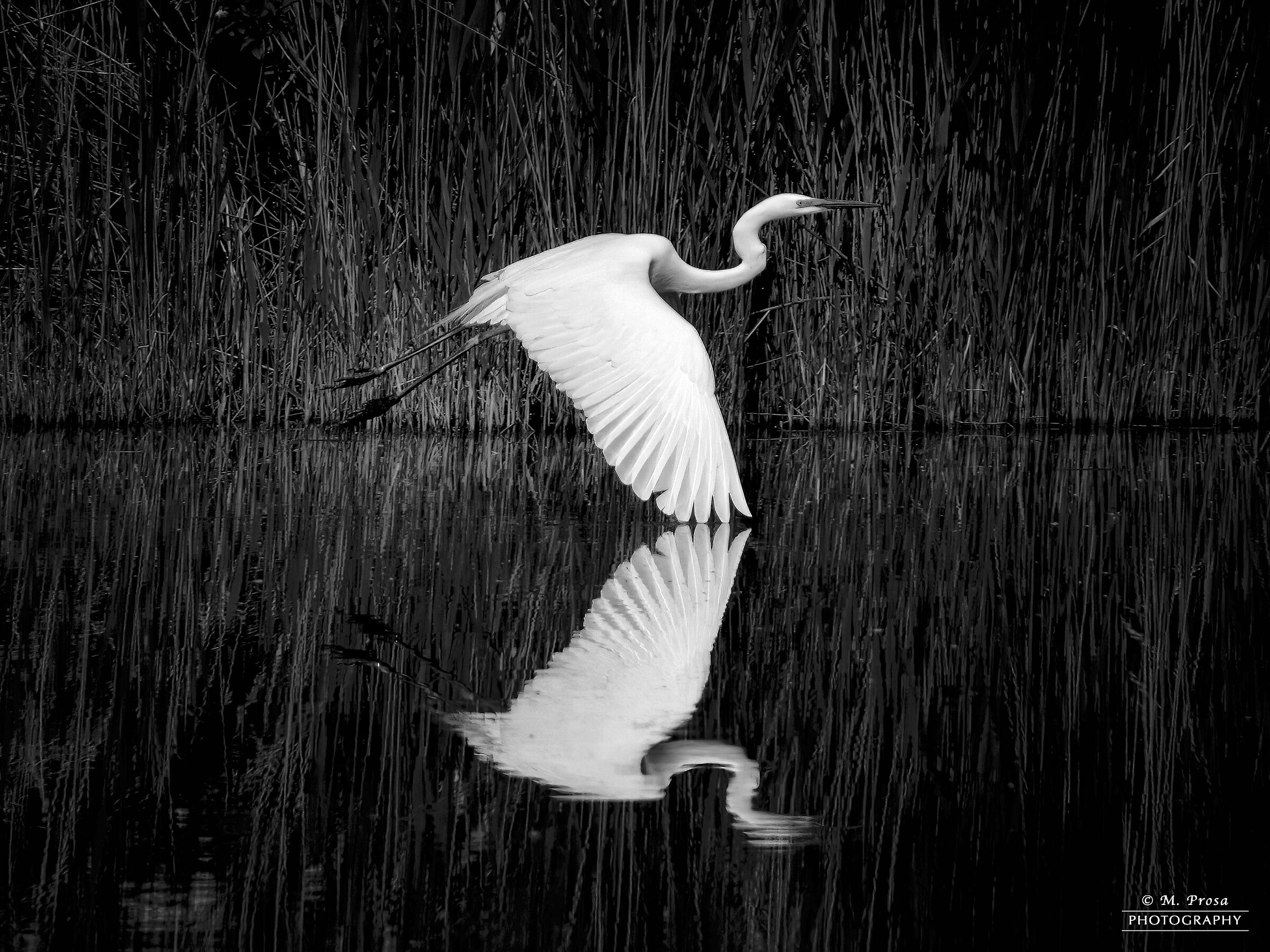 Reflections and symmetries in b&w