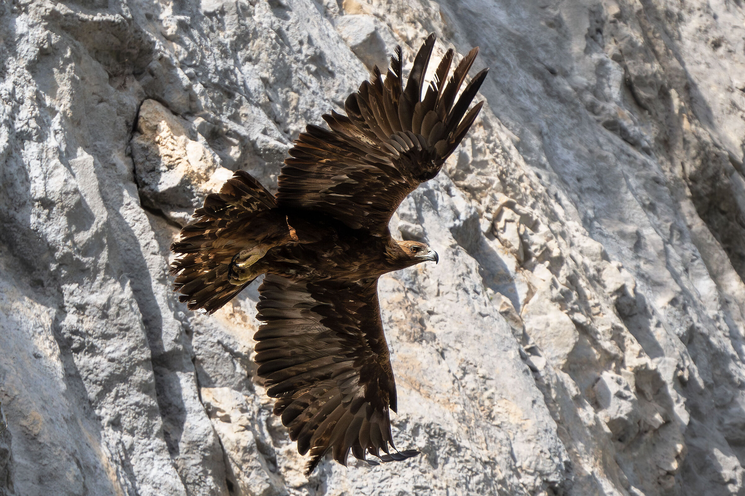 Golden eagle